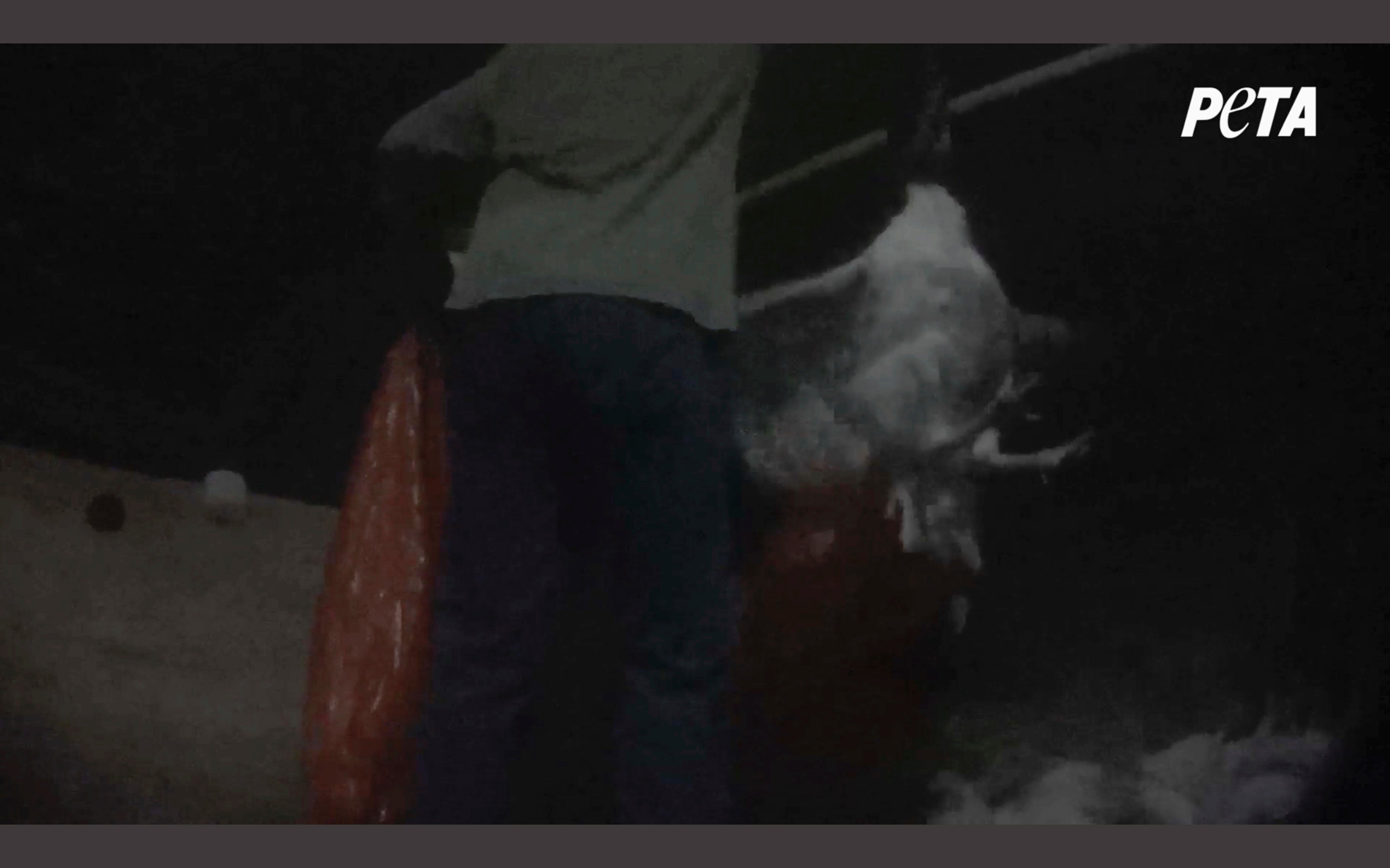 Turkey Producer Abuse Charges