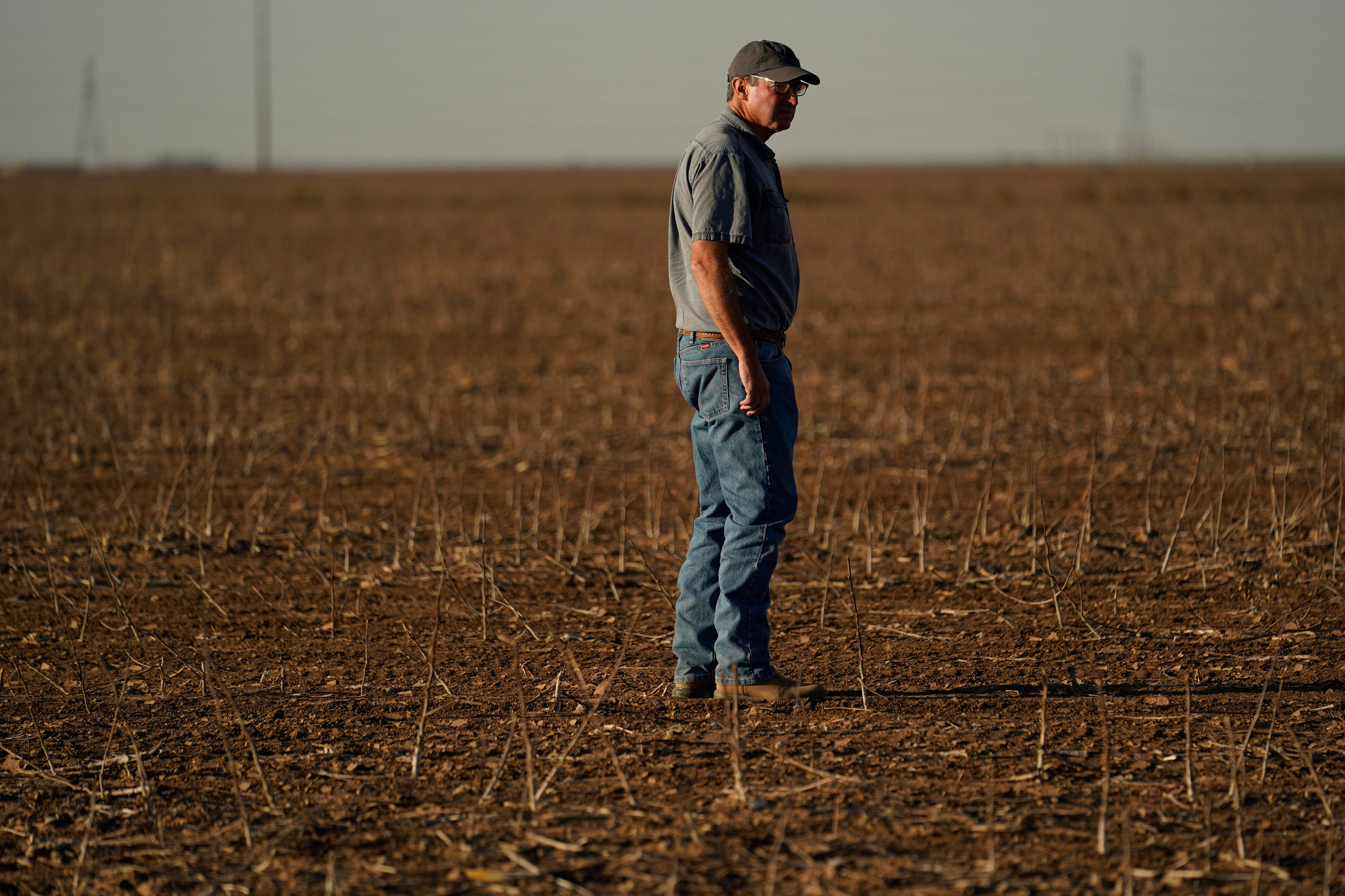 Texas Drought Cotton Production