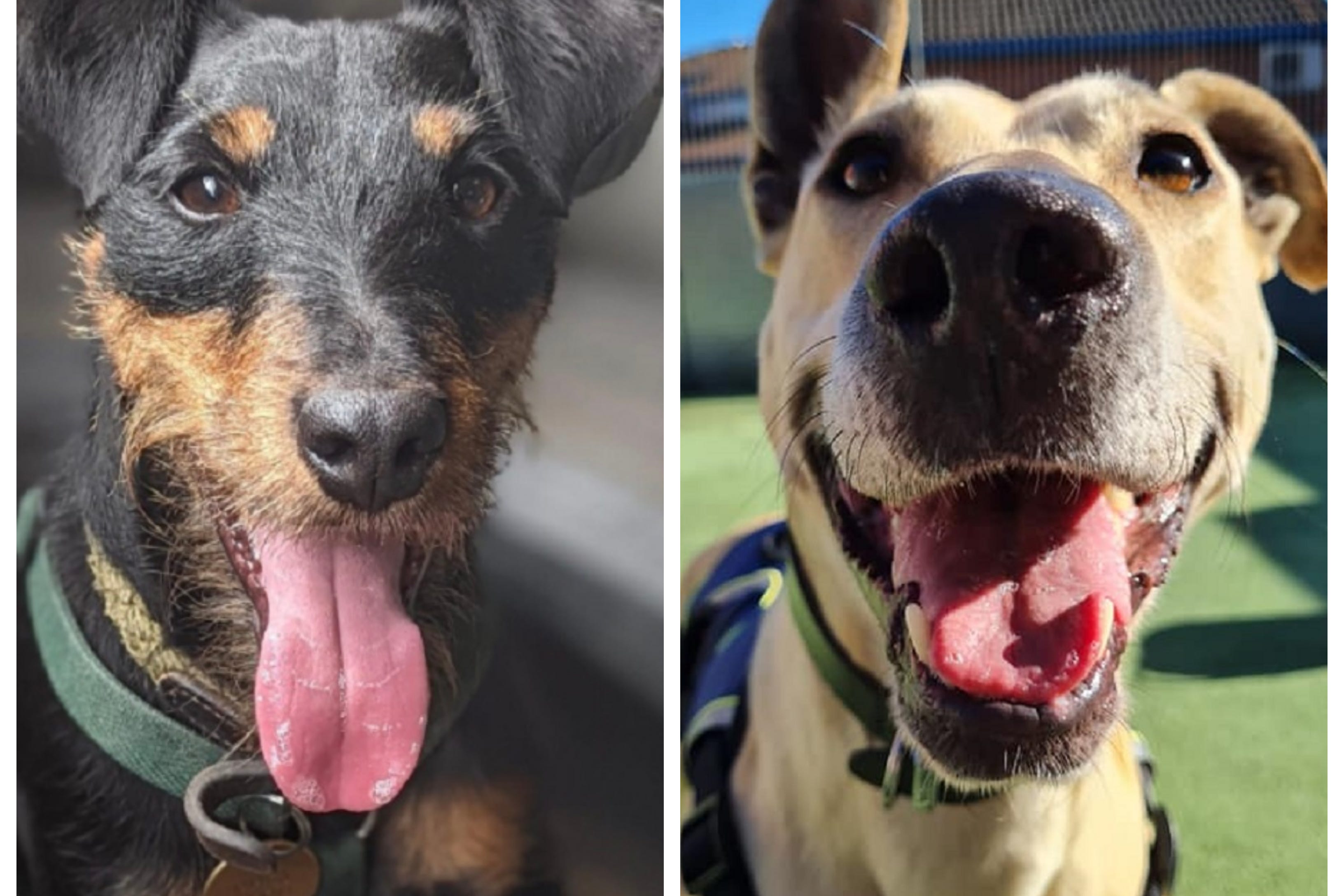 Yoko, left, and Chloe are two of the dogs hoping to find a forever home (RSPCA/PA)