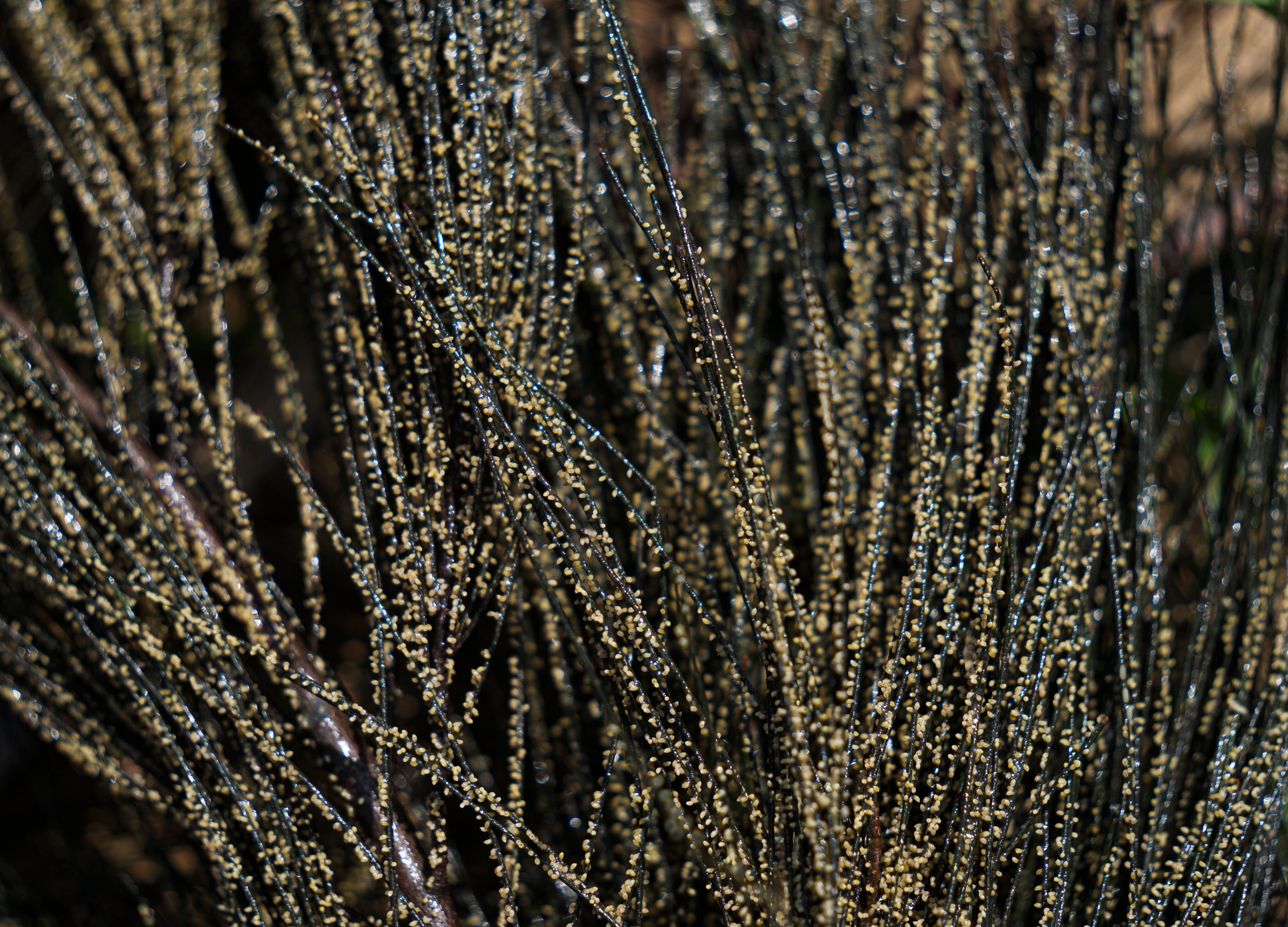 Mexico Pre-Hispanic Caviar