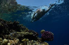 Endurance swimmer Lewis Pugh in Red Sea swim to highlight climate coral crisis