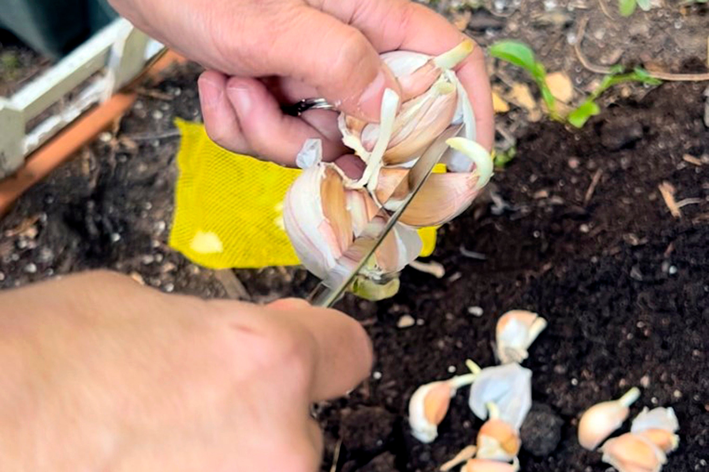 Gardening How to Grow Garlic