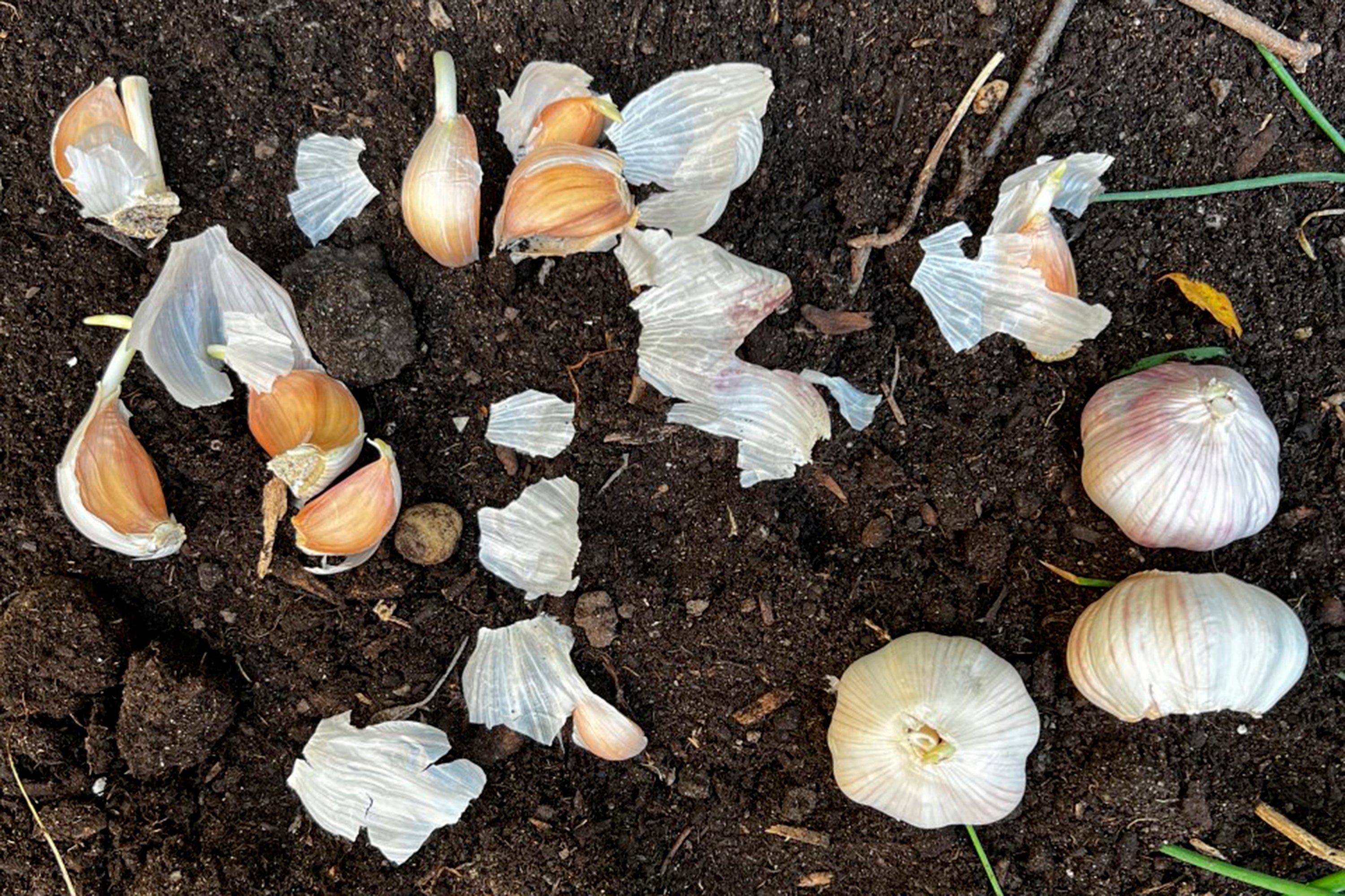 Gardening How to Grow Garlic
