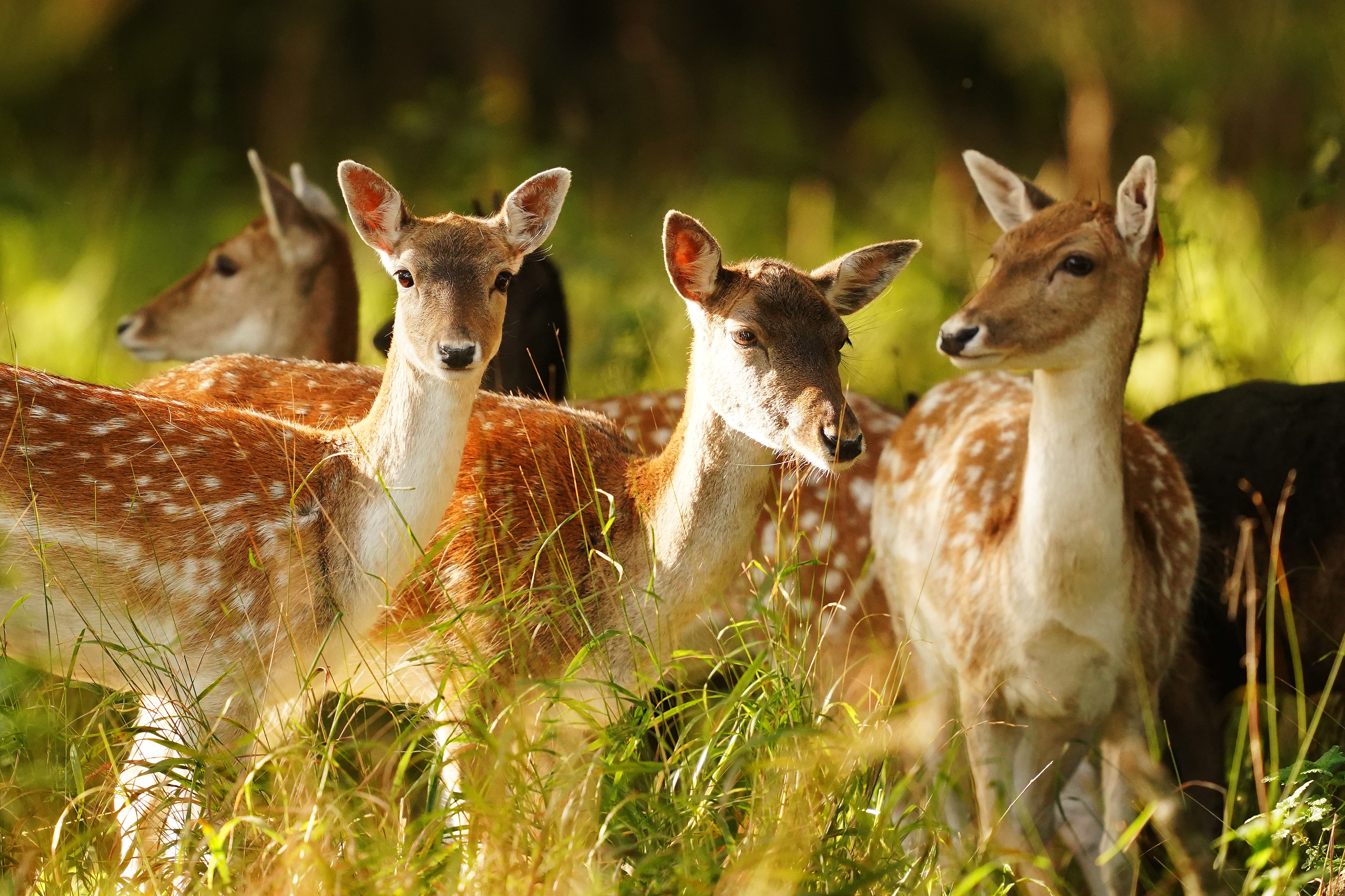 Fallow deer are among the non-native species which have been photographed in the survey (Brian Lawless/PA)