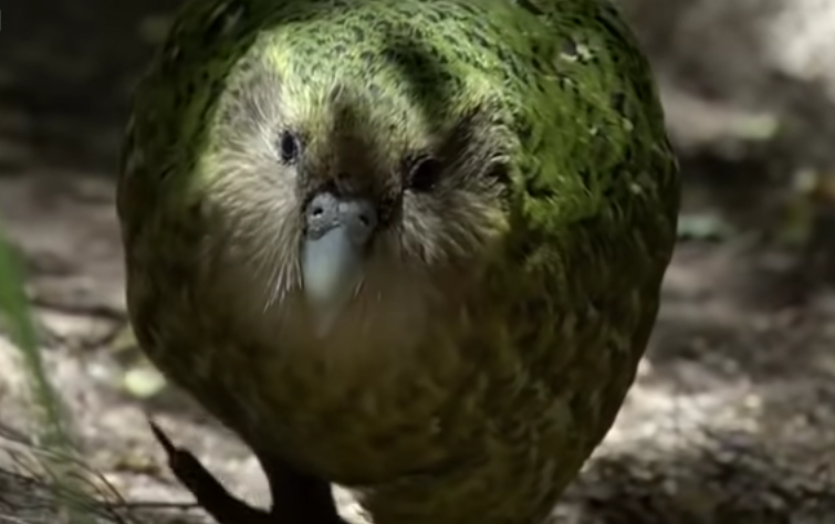 Kakapo