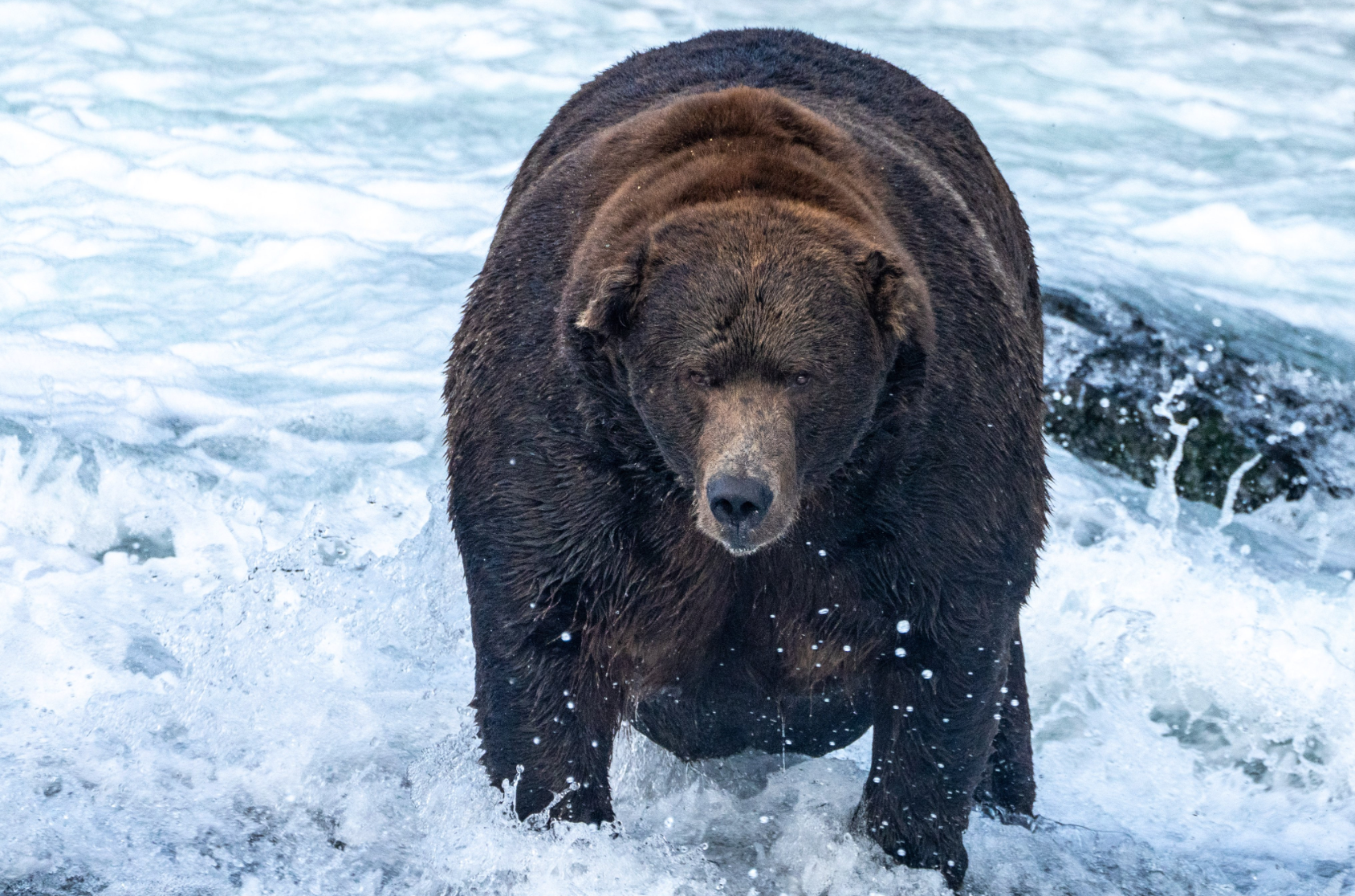 The internet chose the chunky beast as teh stoutest at Katmai National Park