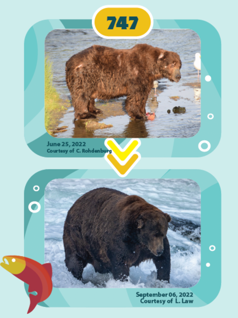 The online audience was asked to choose what bear got the chunkiest from summer to fall