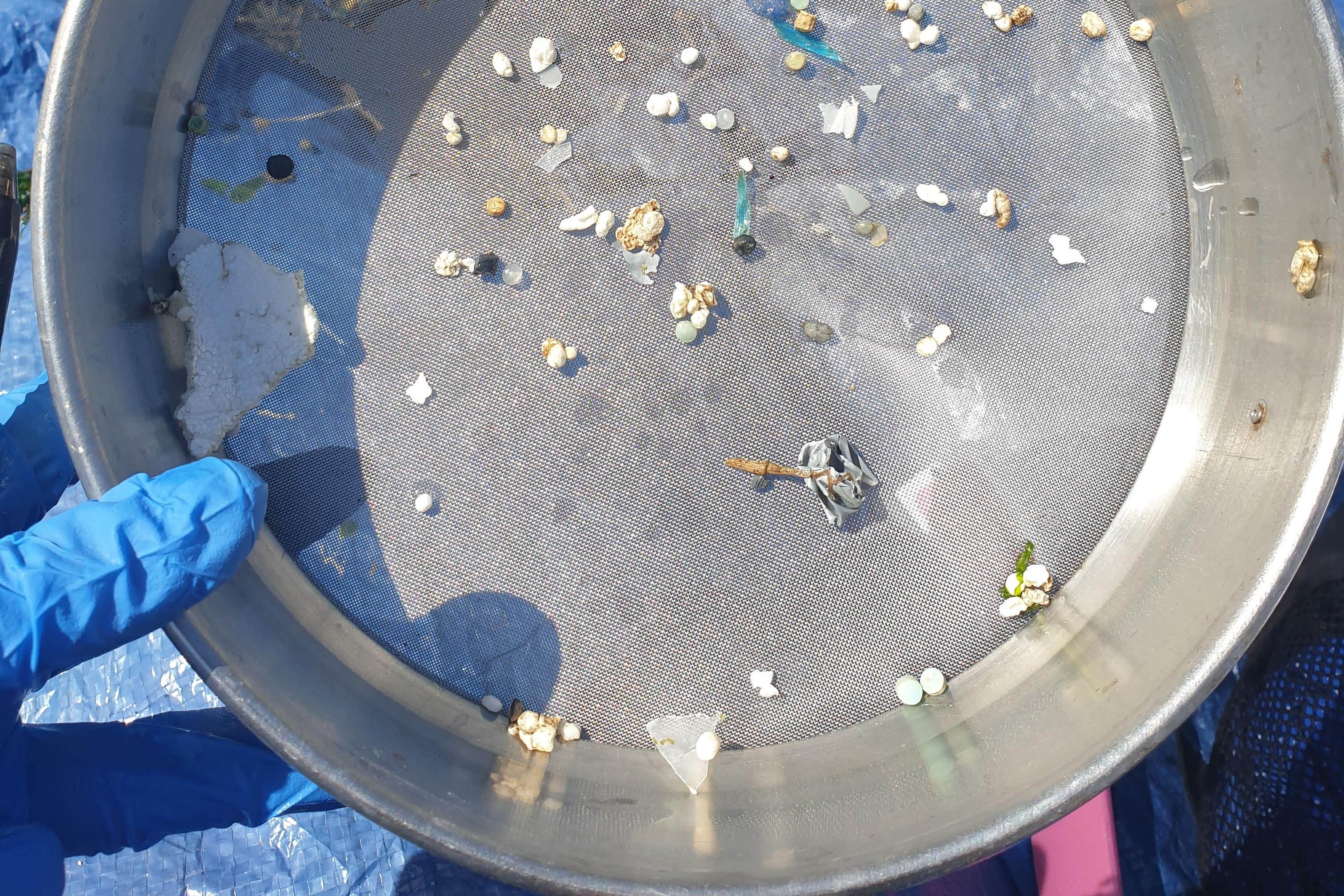 Waste from Seabin (University of Plymouth/PA)