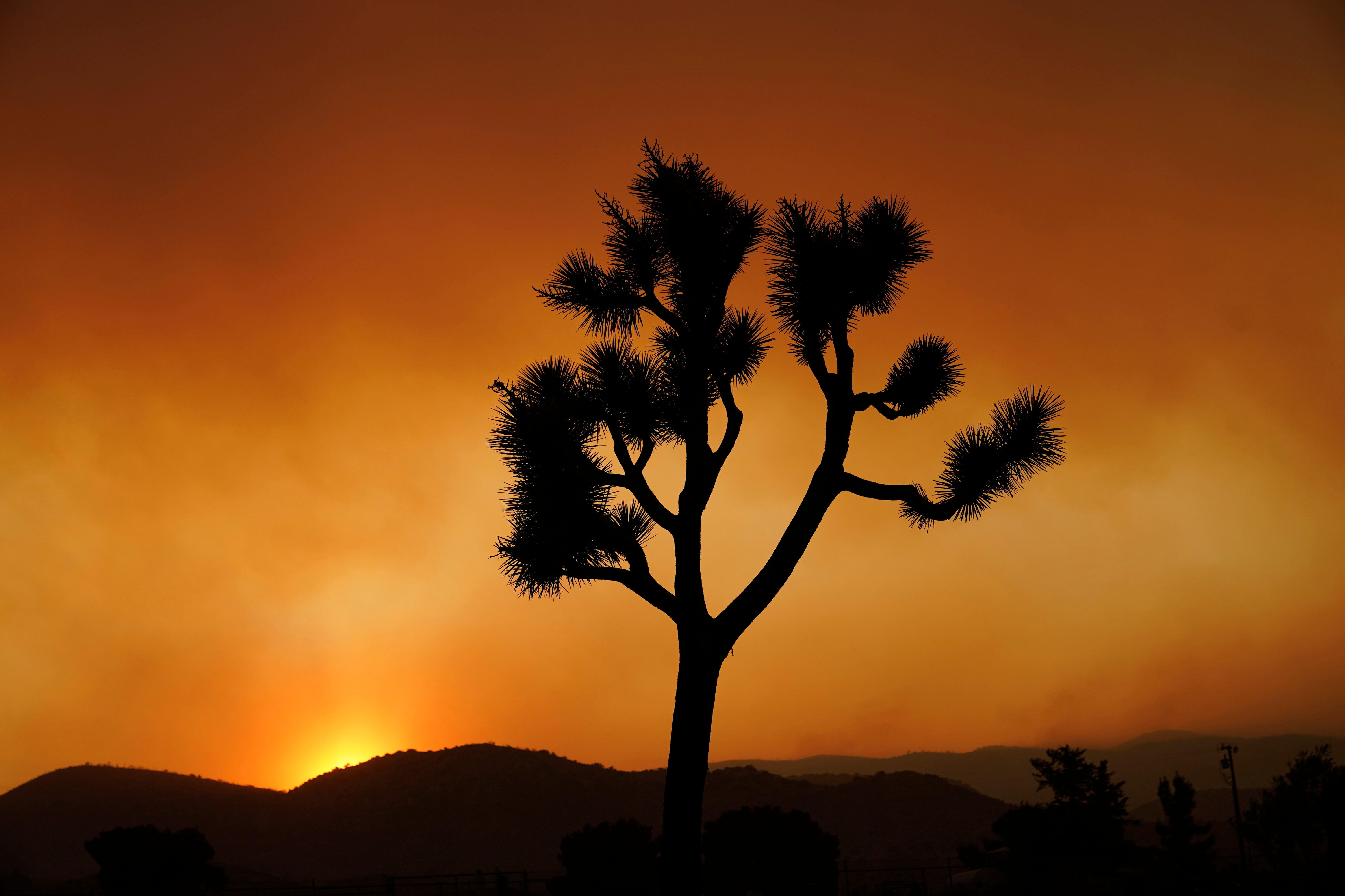 Joshua Trees-California