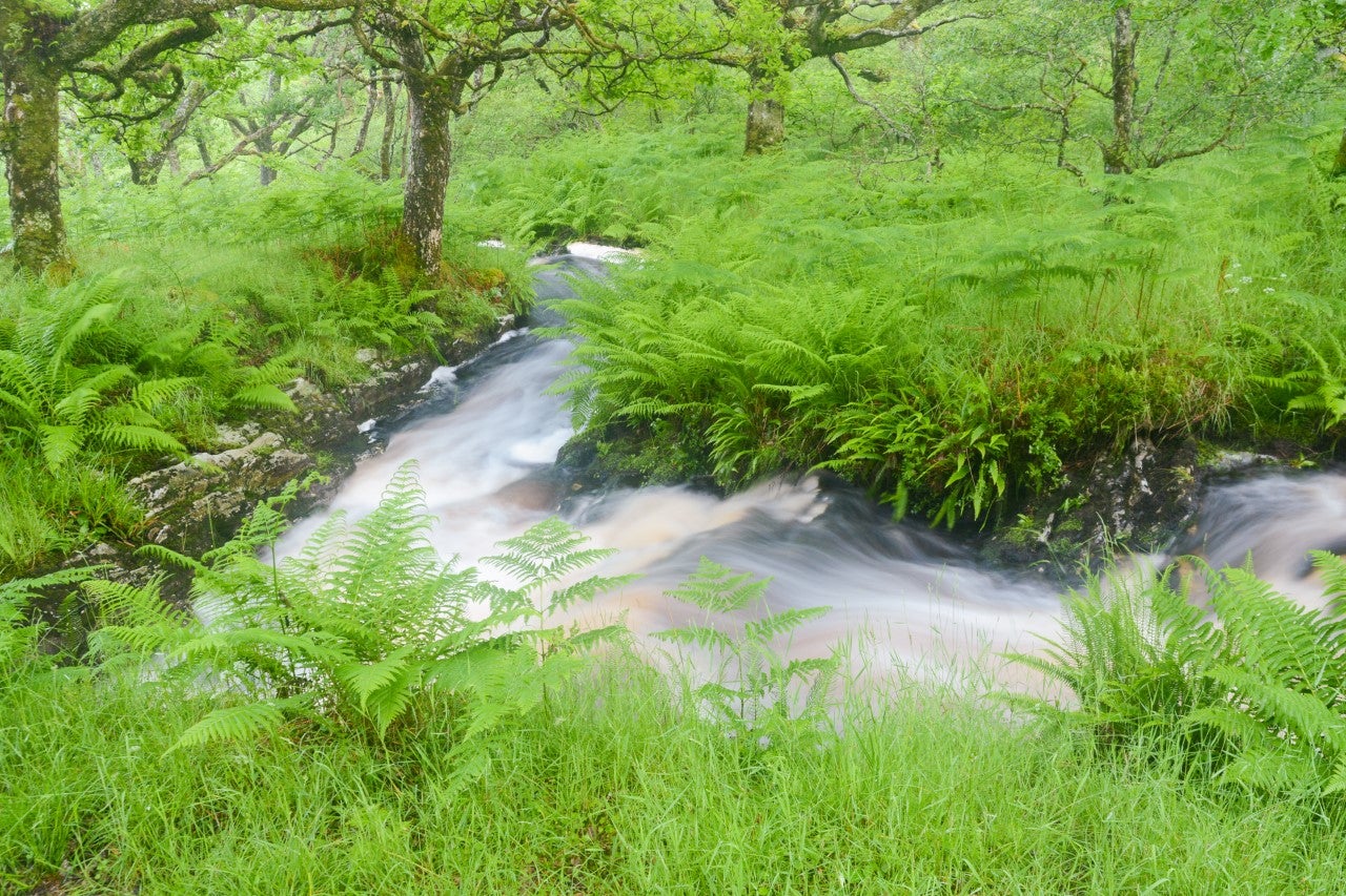 ‘The sound of water is often nearby and combined with the soft green light and sweet smell of vegetation, it creates a surreal, multisensory landscape that everyone should experience at least once’