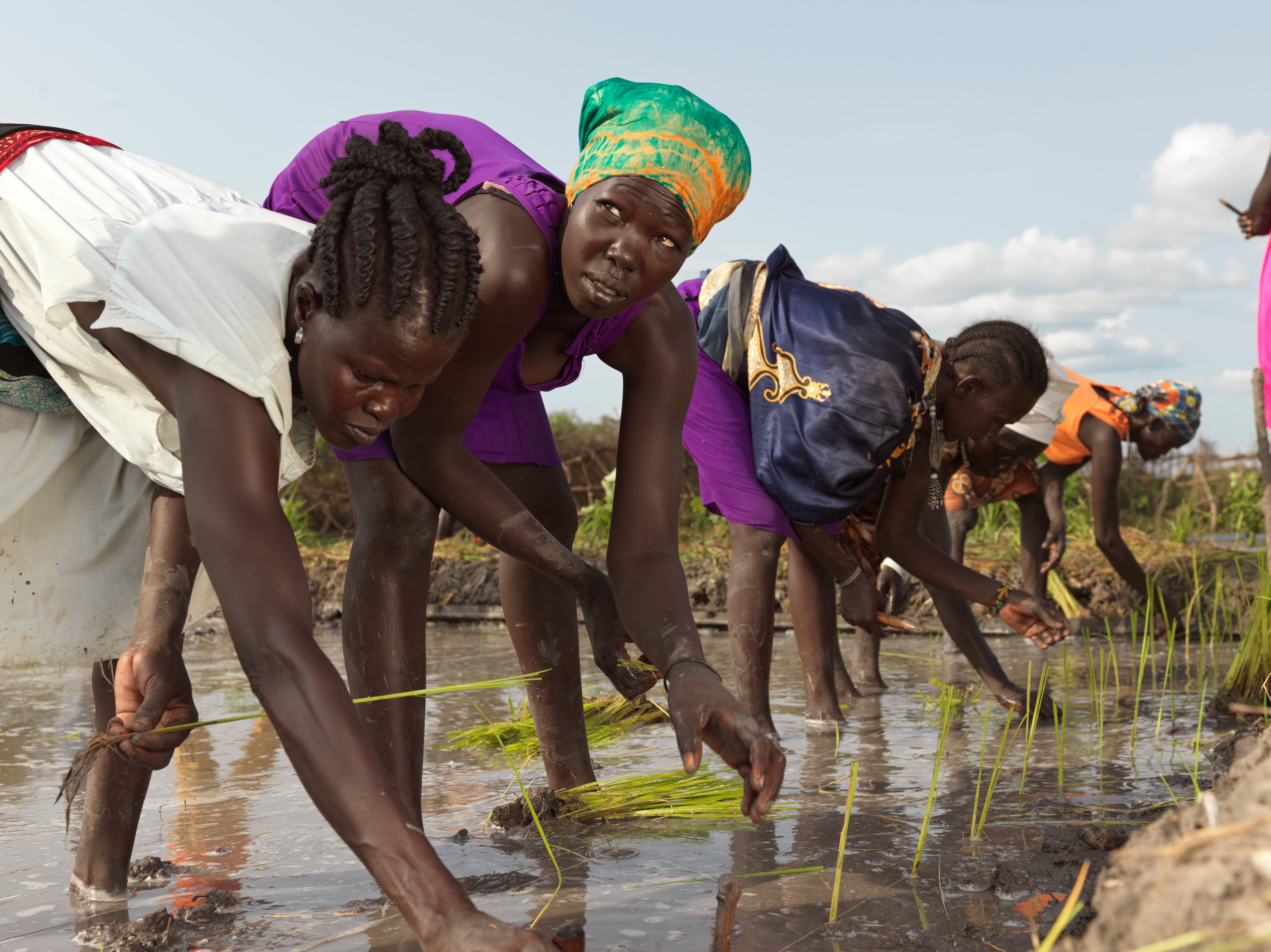 Nyawa Kulang, 50, (centre) plants rice at the paddy