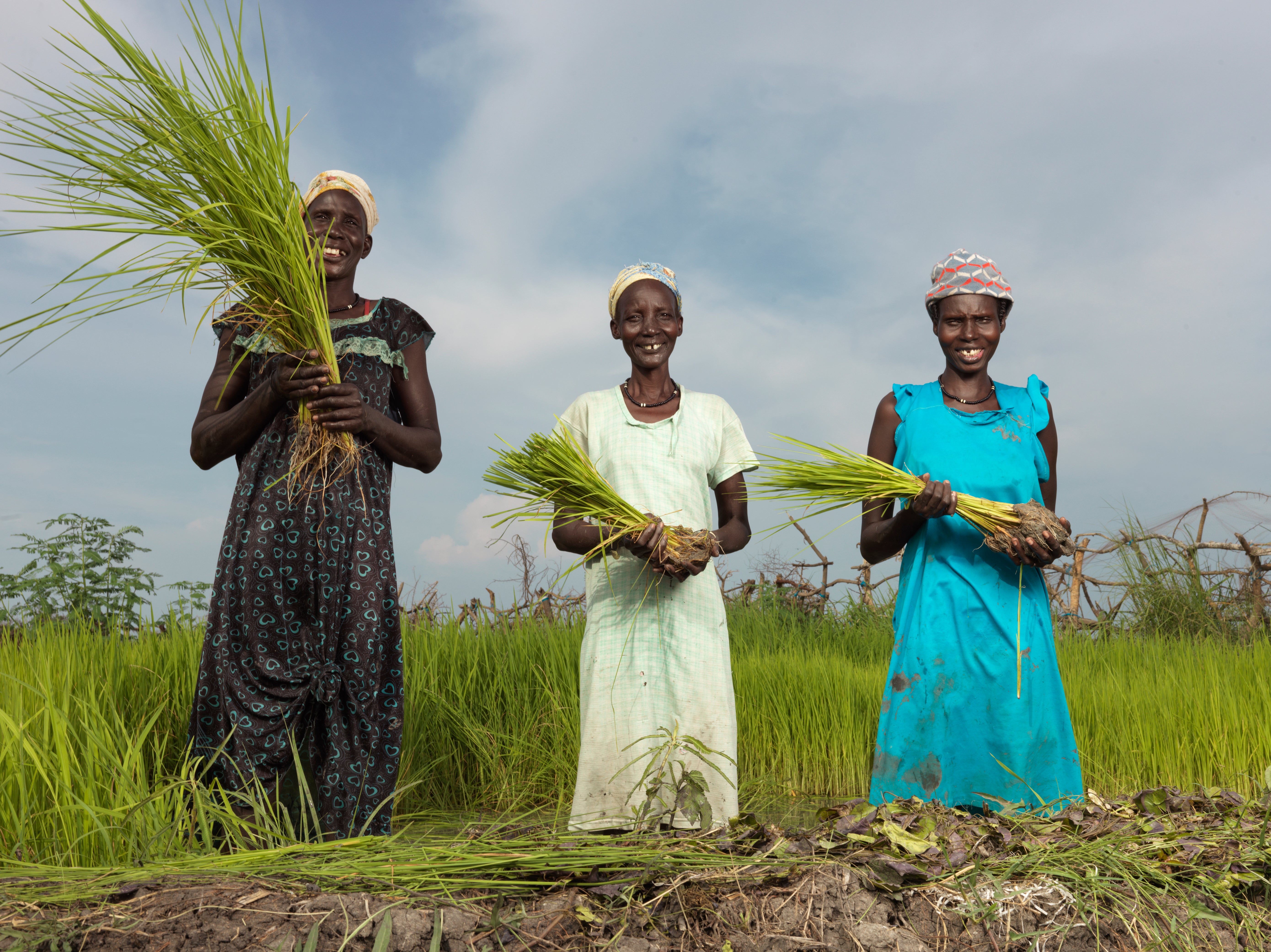 Nyathor Dor, Nyamai Duoth, Nyayiela Nyuon, take rice from the nursery to be replanted in the paddy