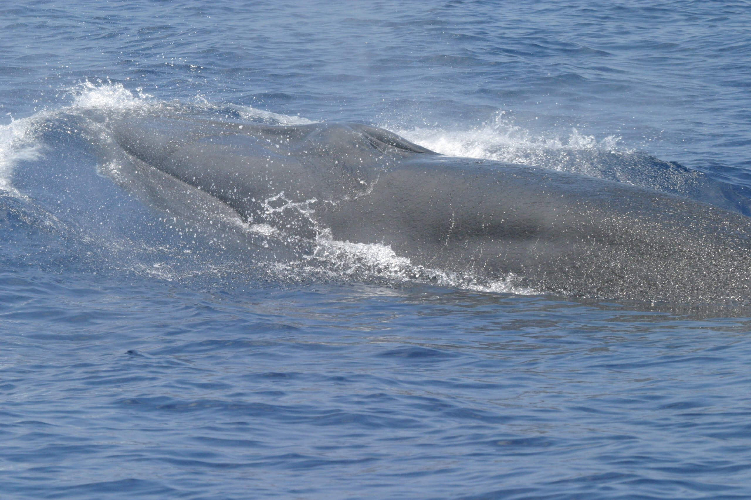 Rice’s whales can weigh up to 600,000 pounds, grow 42 feet long and live for up to 60 years