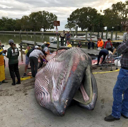 Around 20 per cent of Rice whales were believed to have been wiped out by the Deepwater Horizon spill in 2010