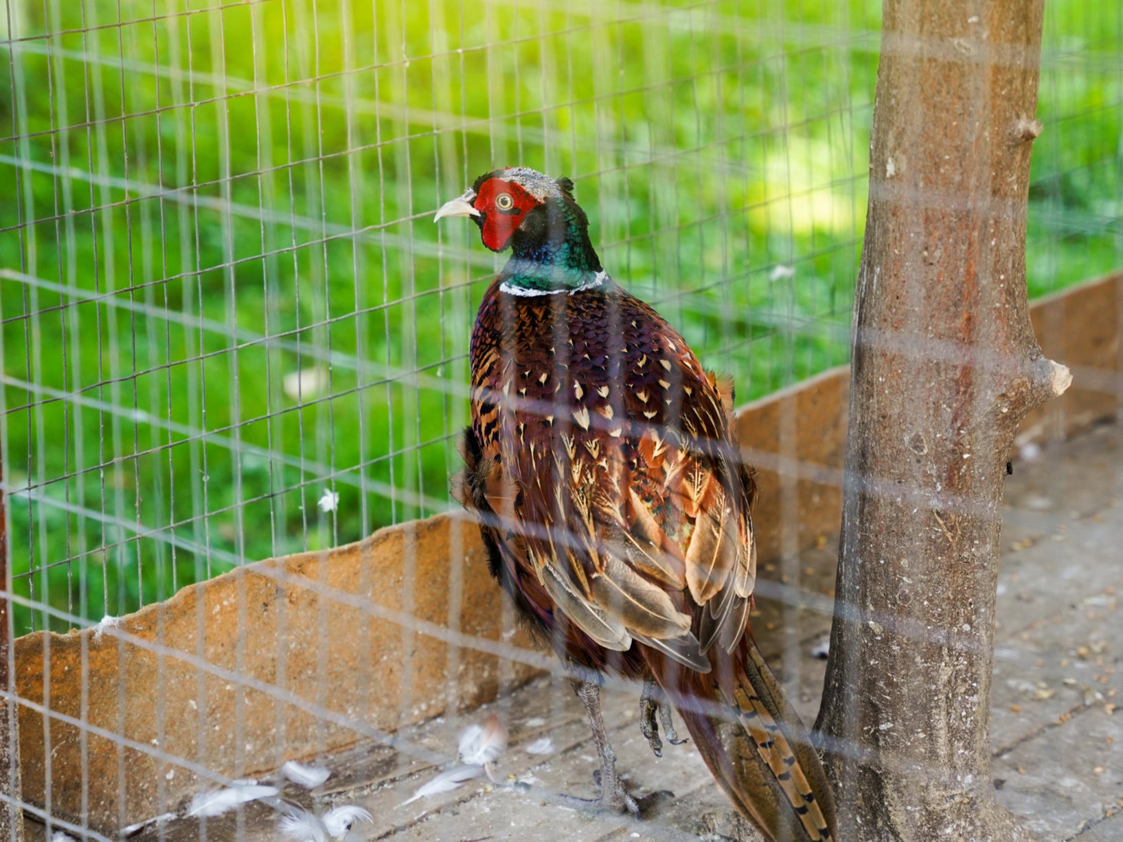 Earlier this year the RSPB called for the annual release of 50 million non-native pheasants to be halted to help stop the spread of the disease