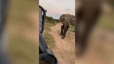 Moment four-tonne elephant chases tourists on safari in South Africa