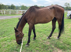 Carriage horse is euthanised two months after collapsing in New York City 