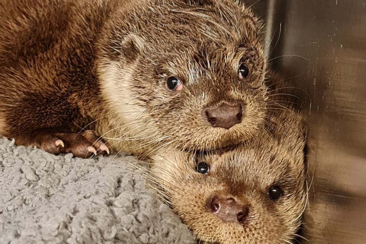 Otters are among the animals that have been infected