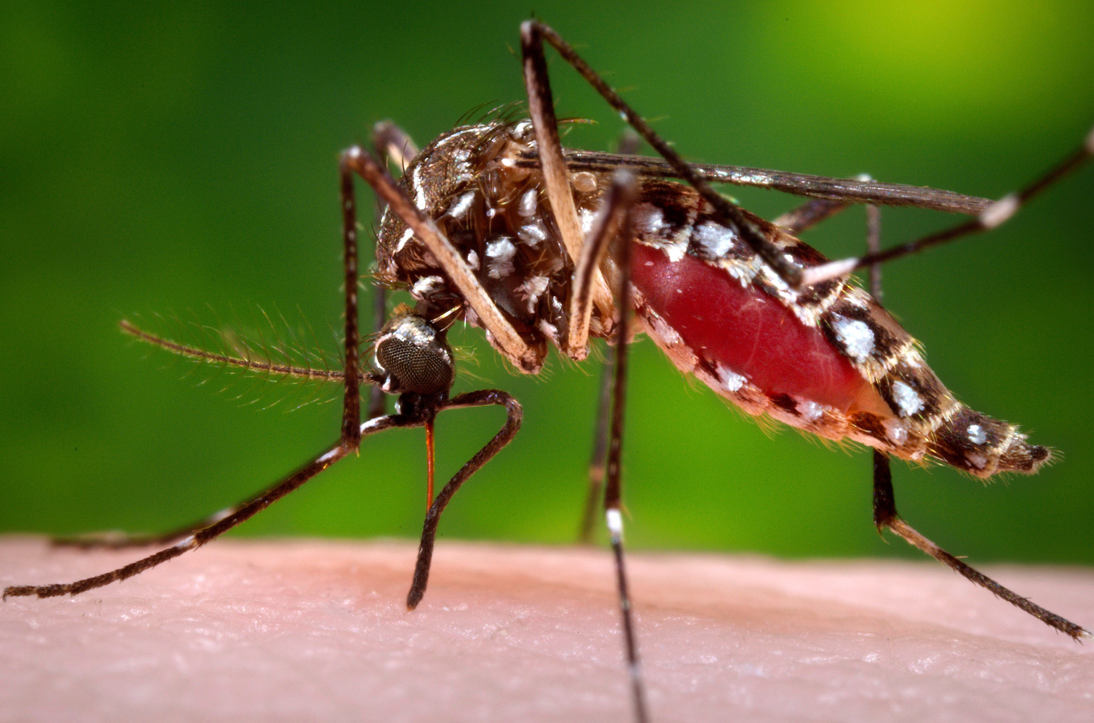 Mosquito Magnets