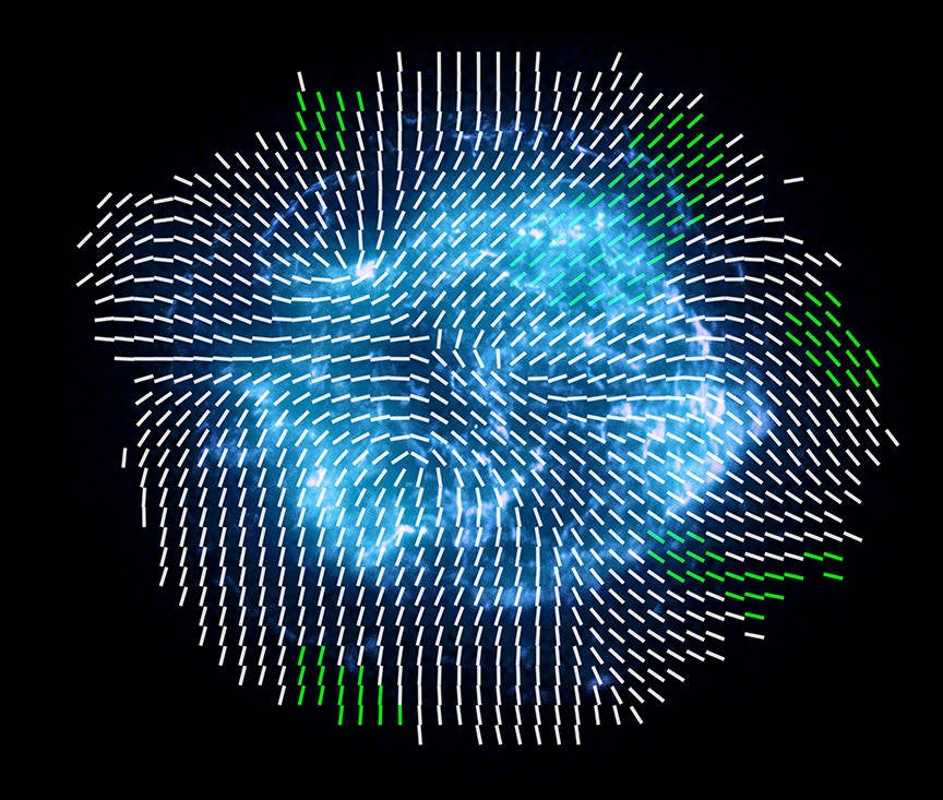 The short bars superimposed over this image of supernova remnant Cassiopeia A, illustrate the directions of the powerful magnetic fields entangled in the remnant.