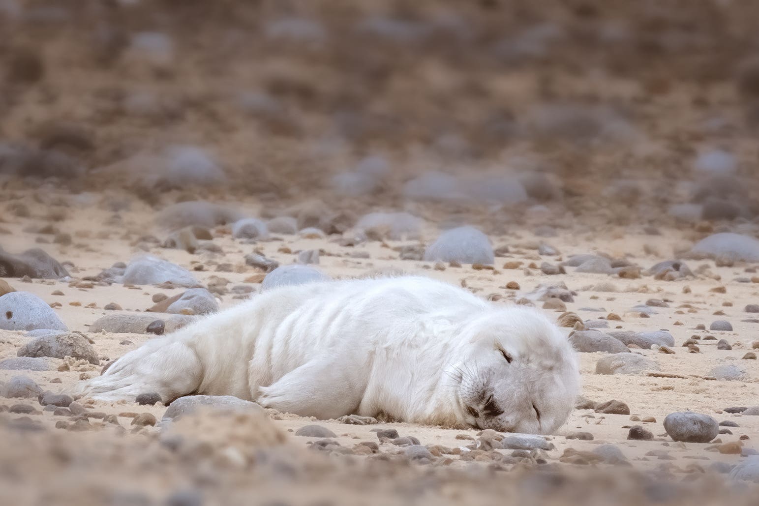 The first grey seal pup of the year has been born at Blakeney Point in Norfolk, England’s largest colony. (Hanne Siebers/National Trust Images/PA)