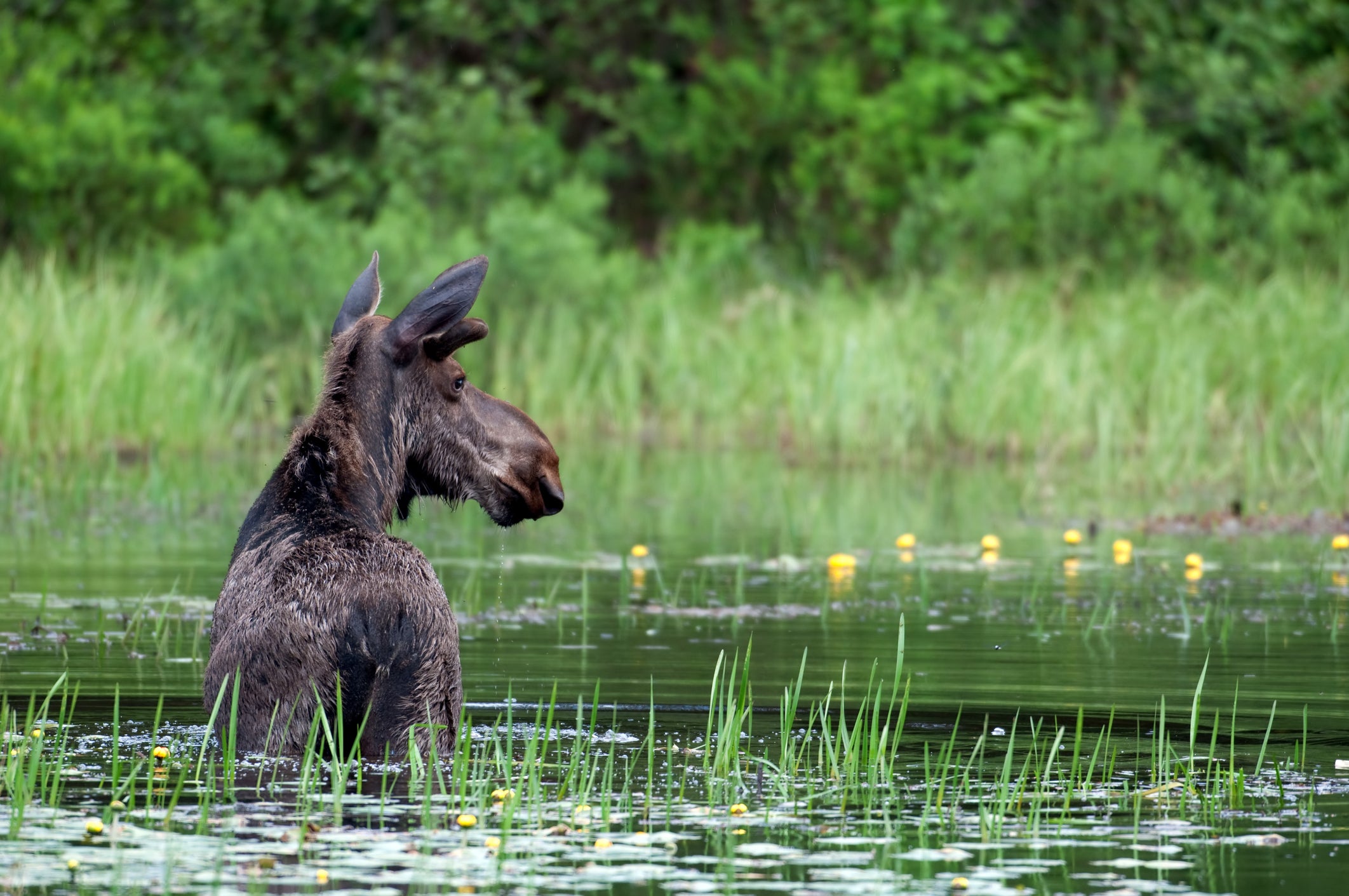 A Moose wading through a pond in Ontario, Canada. Wyoming officials said Wednesday that a moose had been found dead in the northern U.S. state following an anthrax infection. The last confirmed case of anthrax in Wyoming wildlife was confirmed in 1956