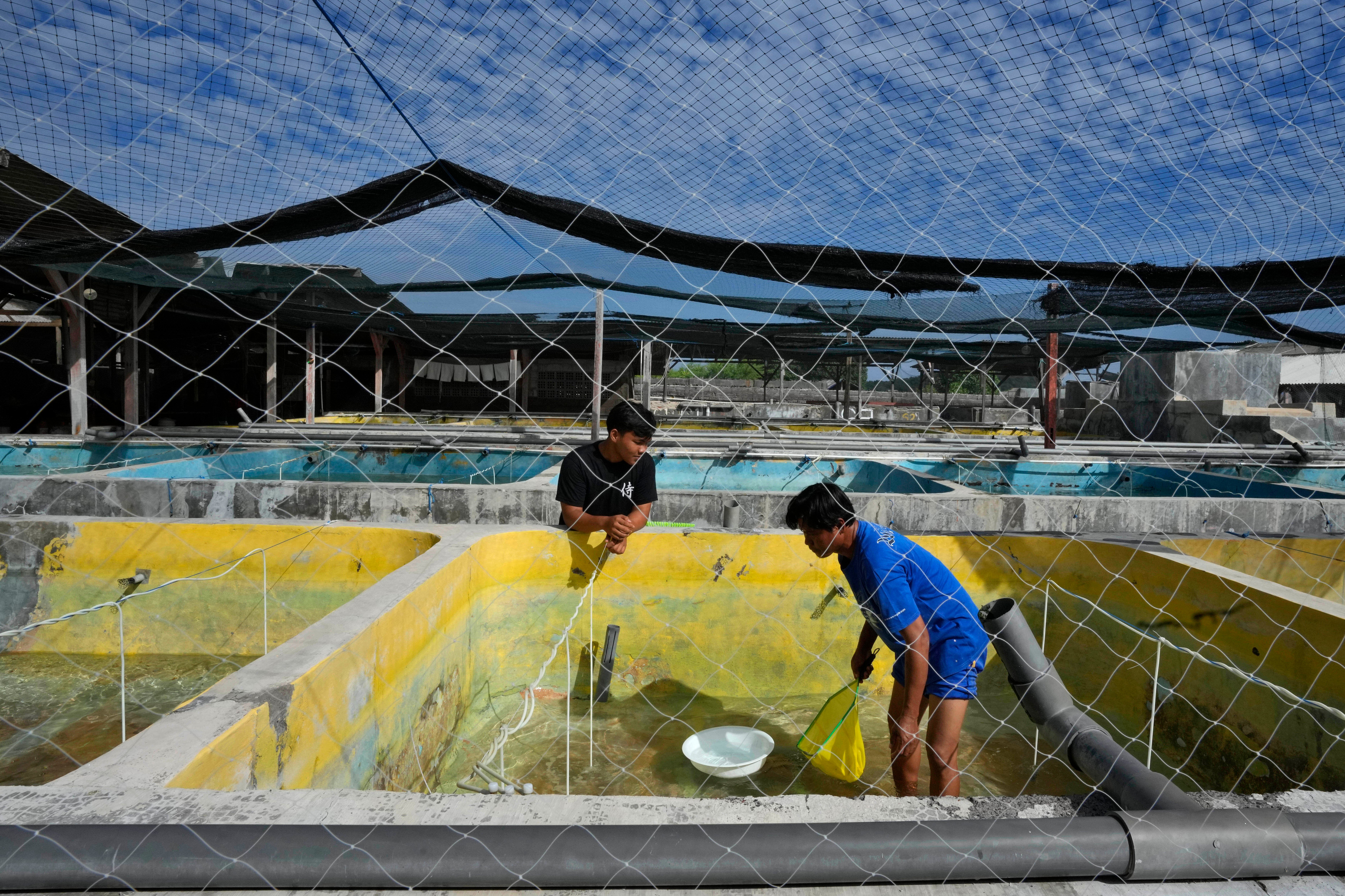 Aquarium Fish-Captive Breeding