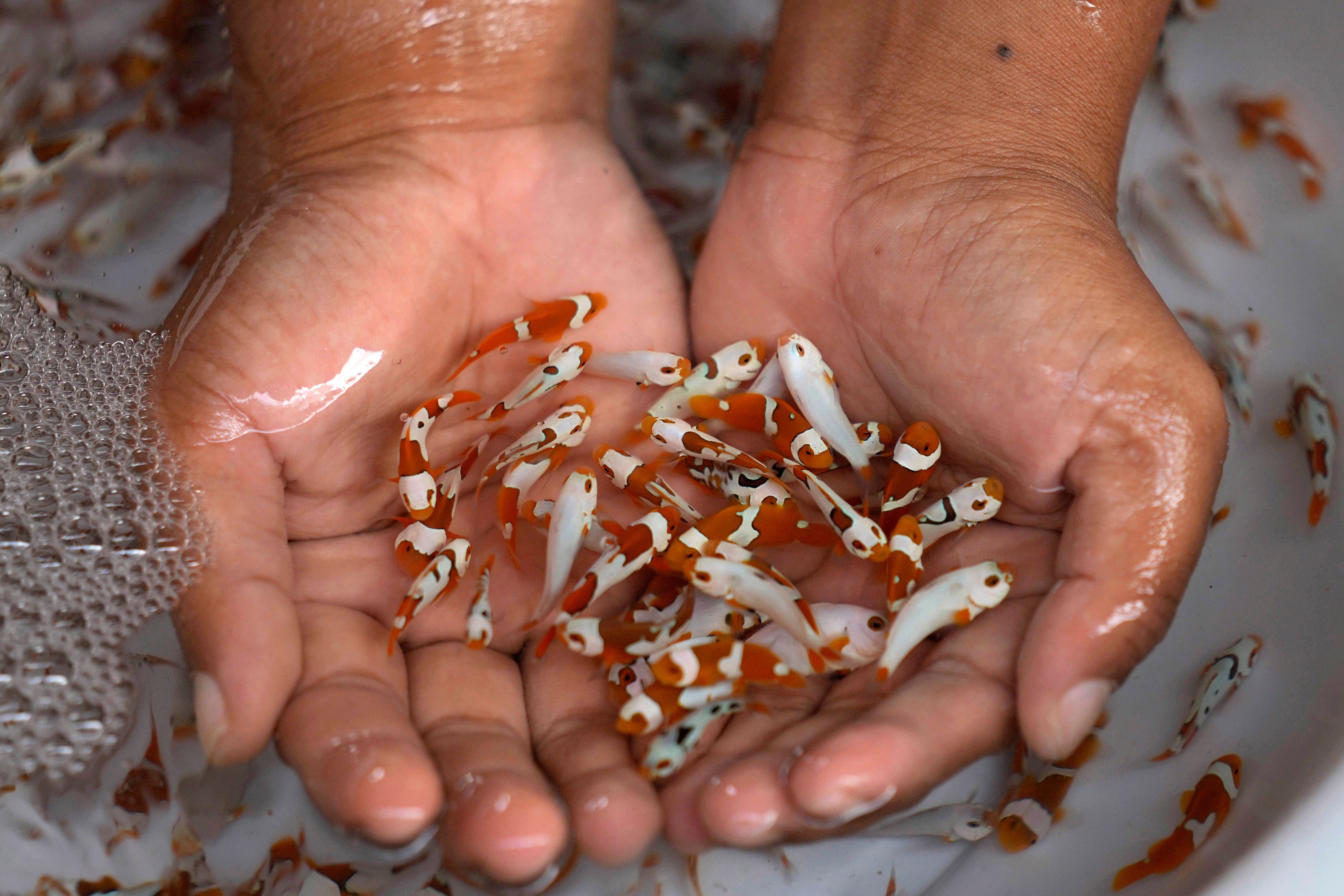 Aquarium Fish-Captive Breeding