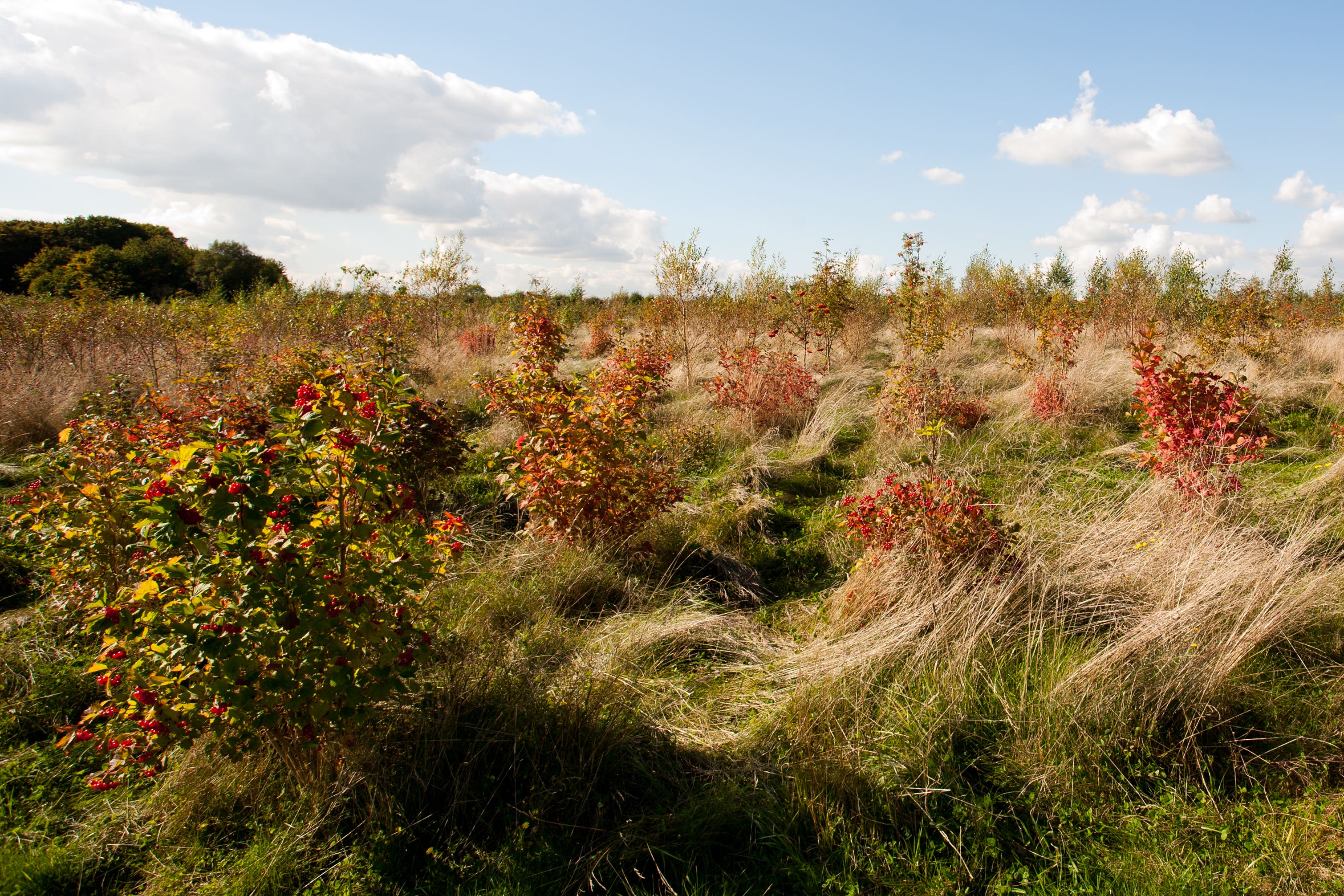 Native tree saplings in new woodland (Judith Parry/WTML/PA)