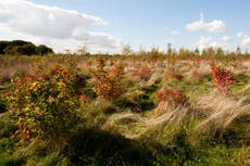 Woodland expansion for climate fight at risk from Government plans – charity