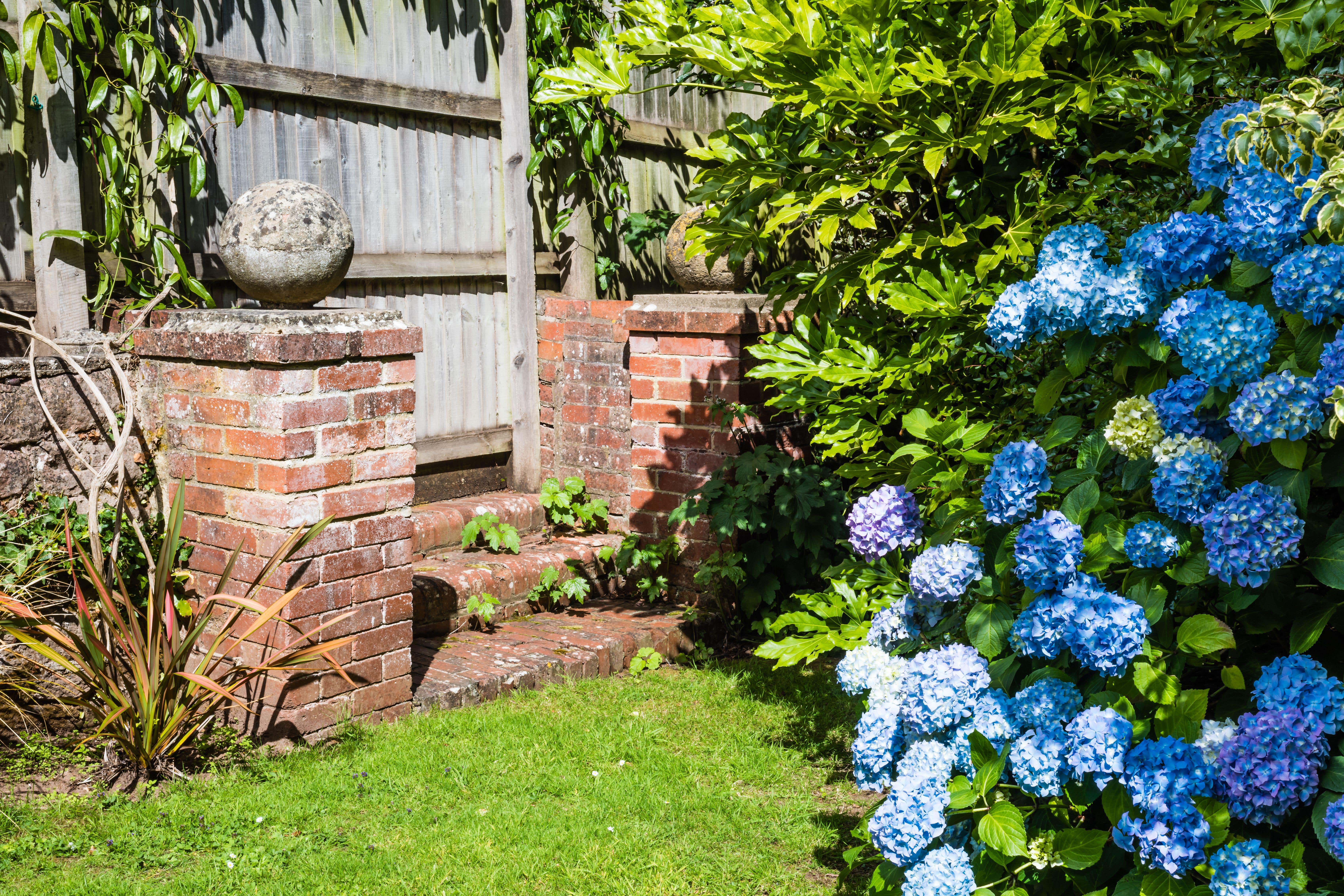 Hydrangeas in an English country garden (Alamy/PA)