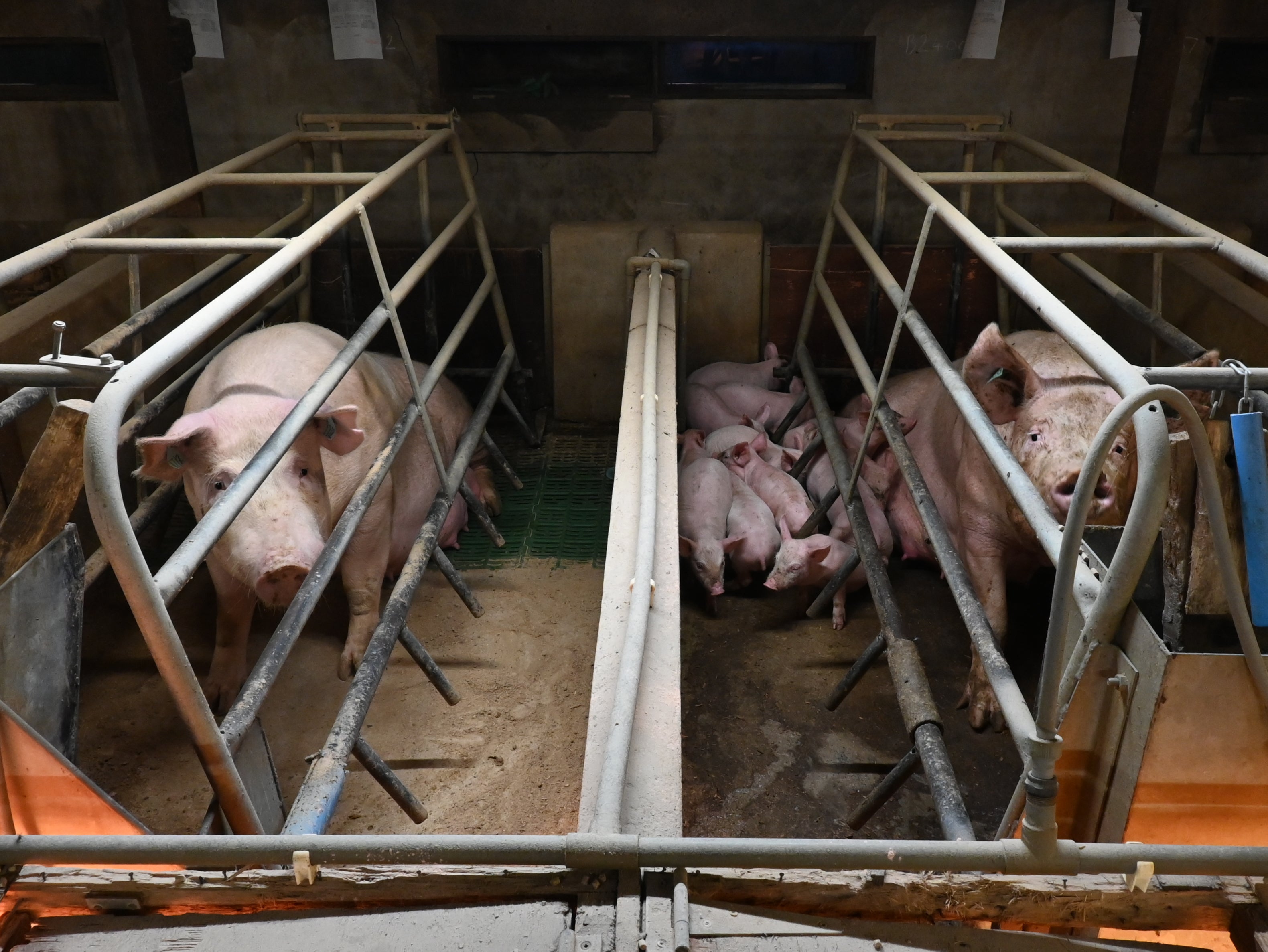 Pigs in farrowing crates