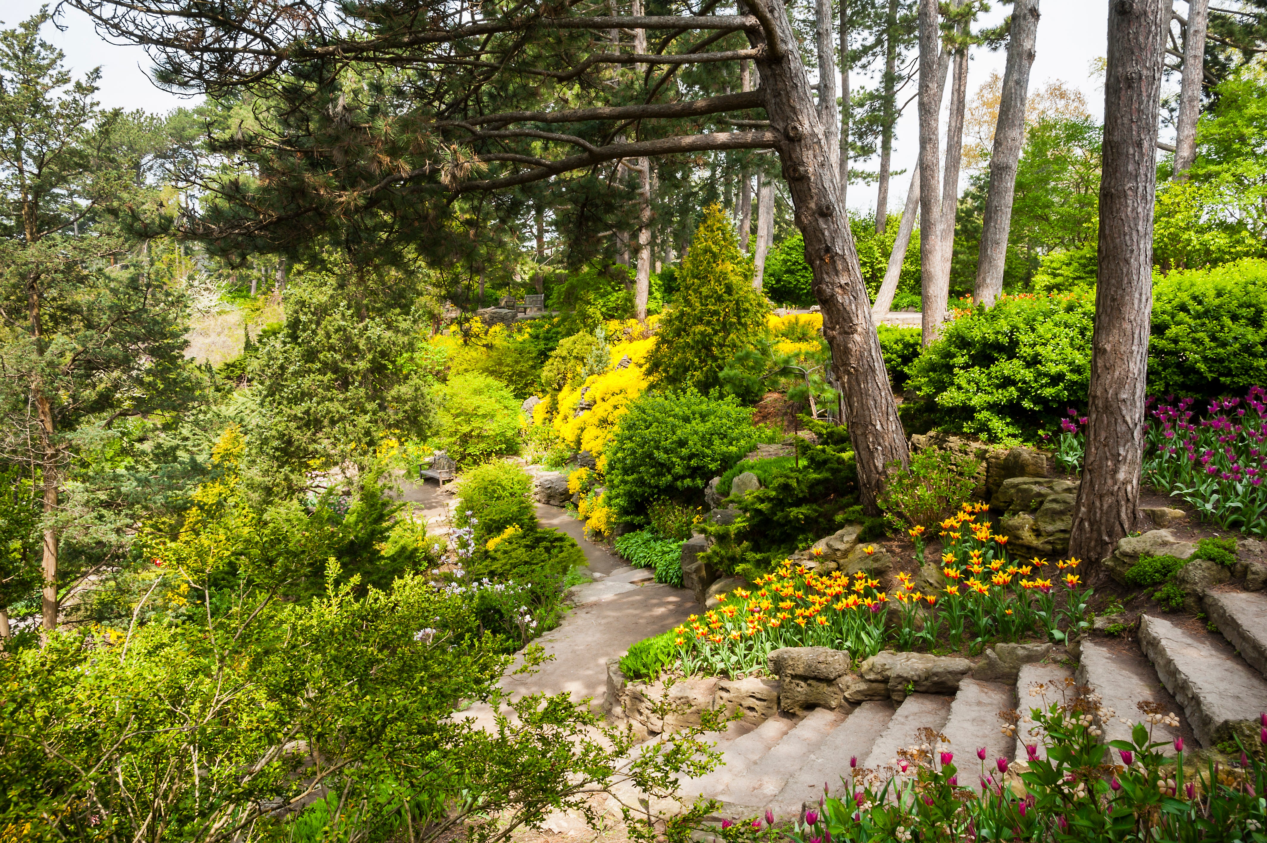 The Royal Botanical Gardens (RGB), located on the border of Burlington and Hamilton, bristle with blooming tulips and forsythia in Spring