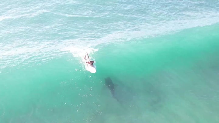 Moment 12ft tiger shark rides wave directly under oblivious surfer