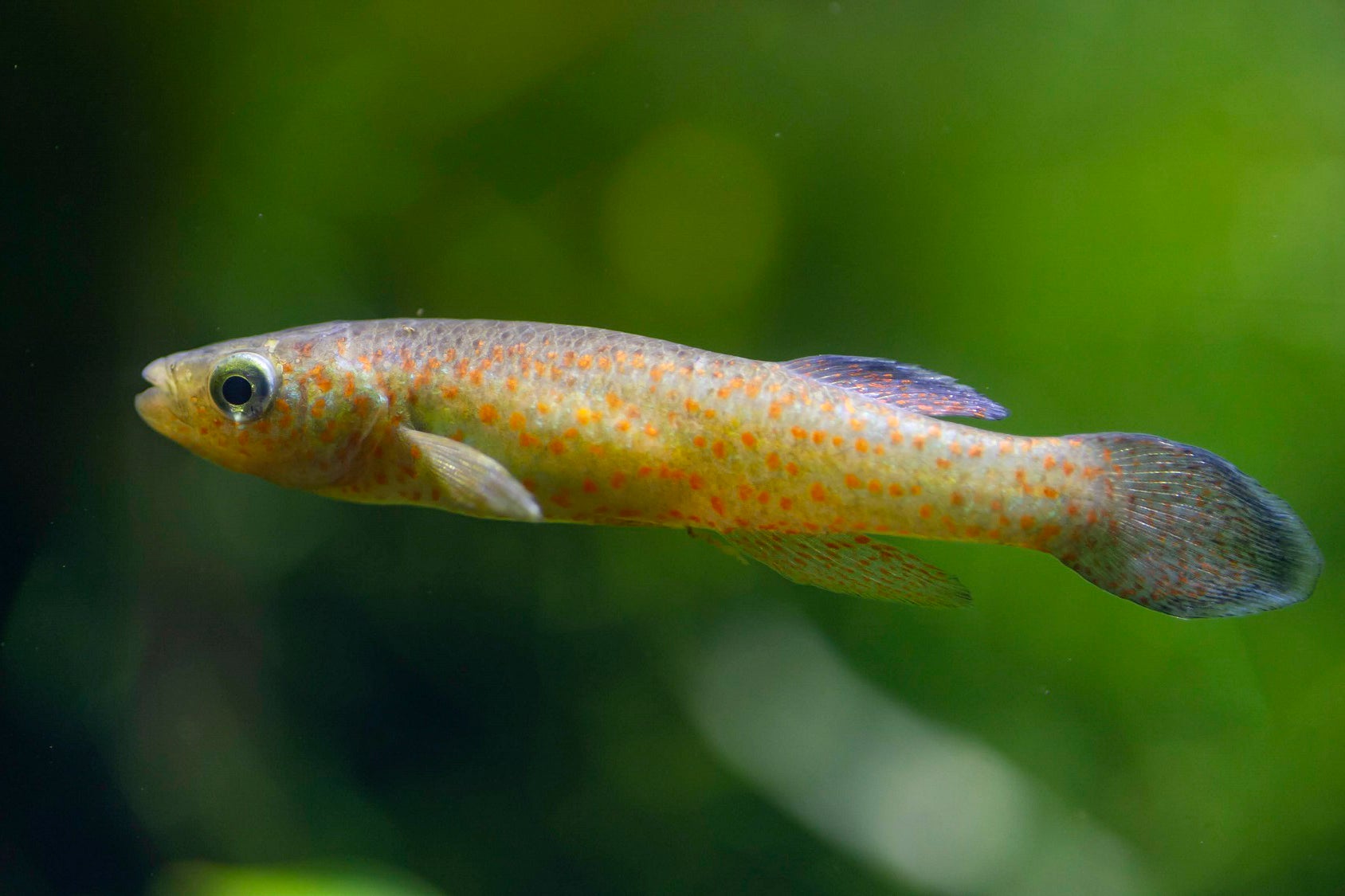 Endangered Topminnow
