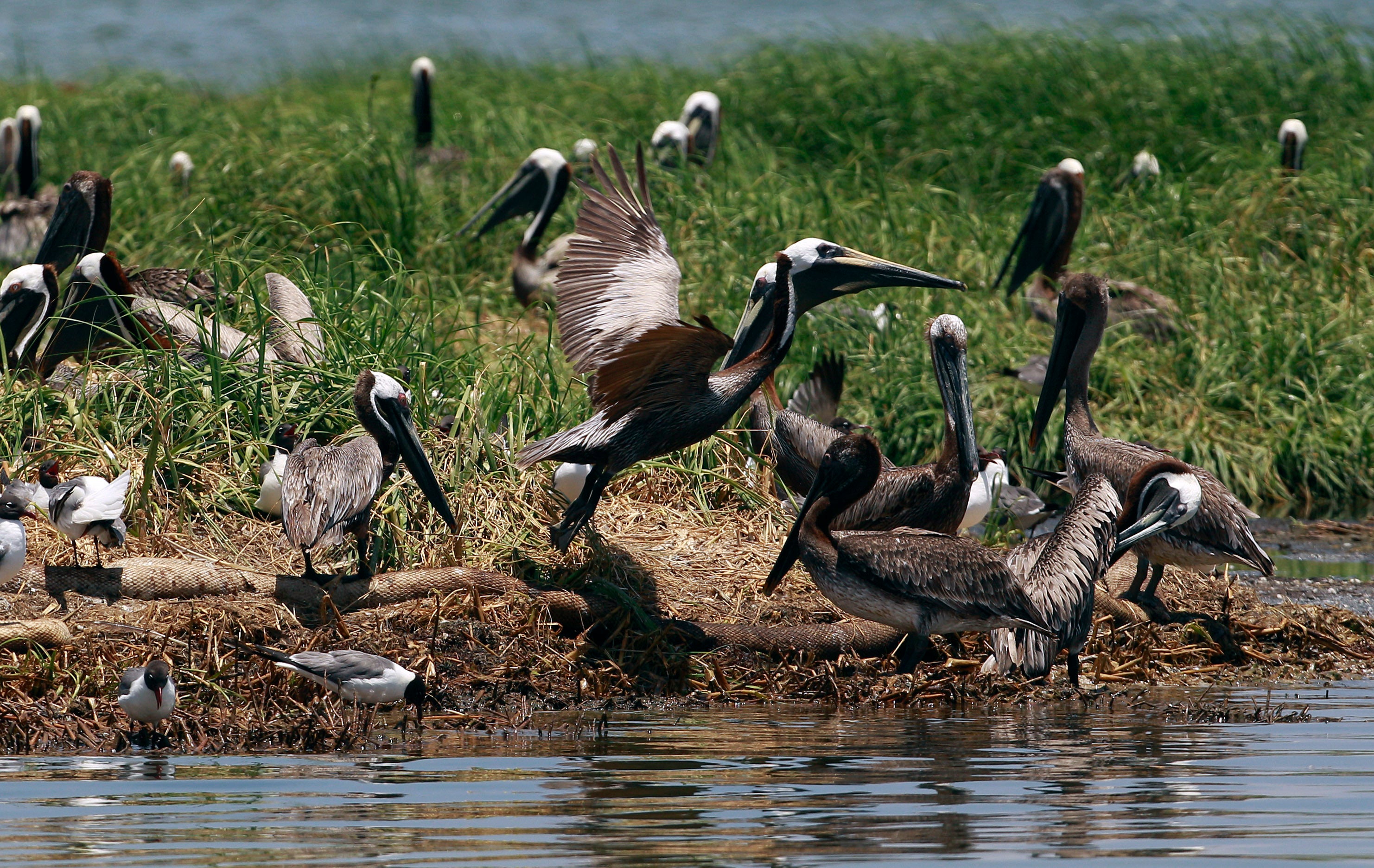 Wetlands Damage Lawsuits