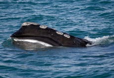 Endangered whale's decline slows, but population falls again