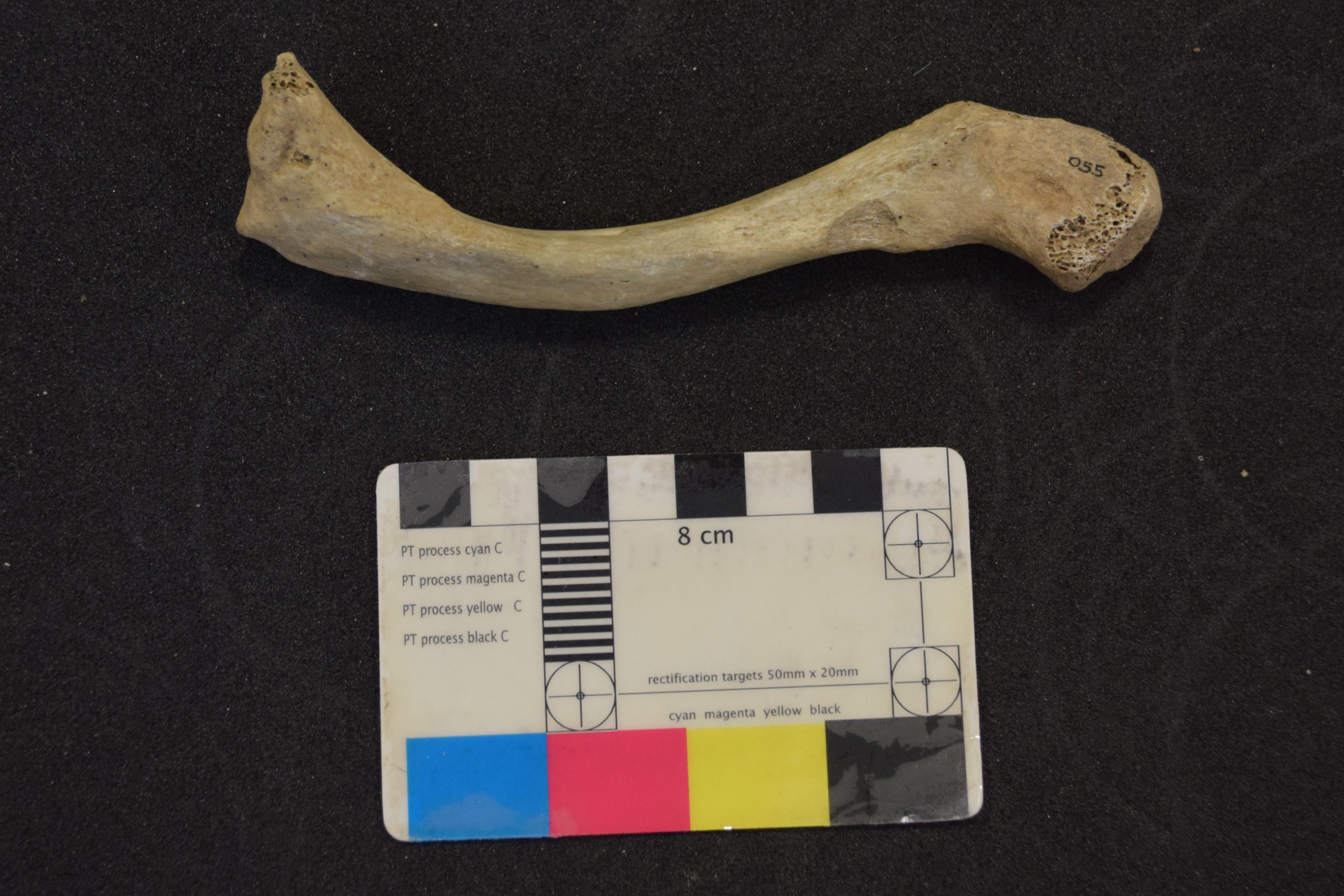 Human remains from Kendrick’s Cave (North Wales) which date to around 13,600 year old