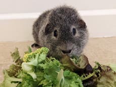 Diabetic guinea pig put on diet