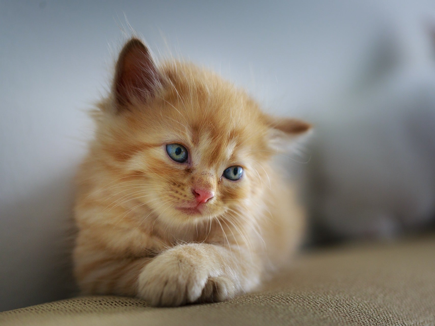 Cats appear to be able to tell when their owner is using a tone of voice typically directed to them