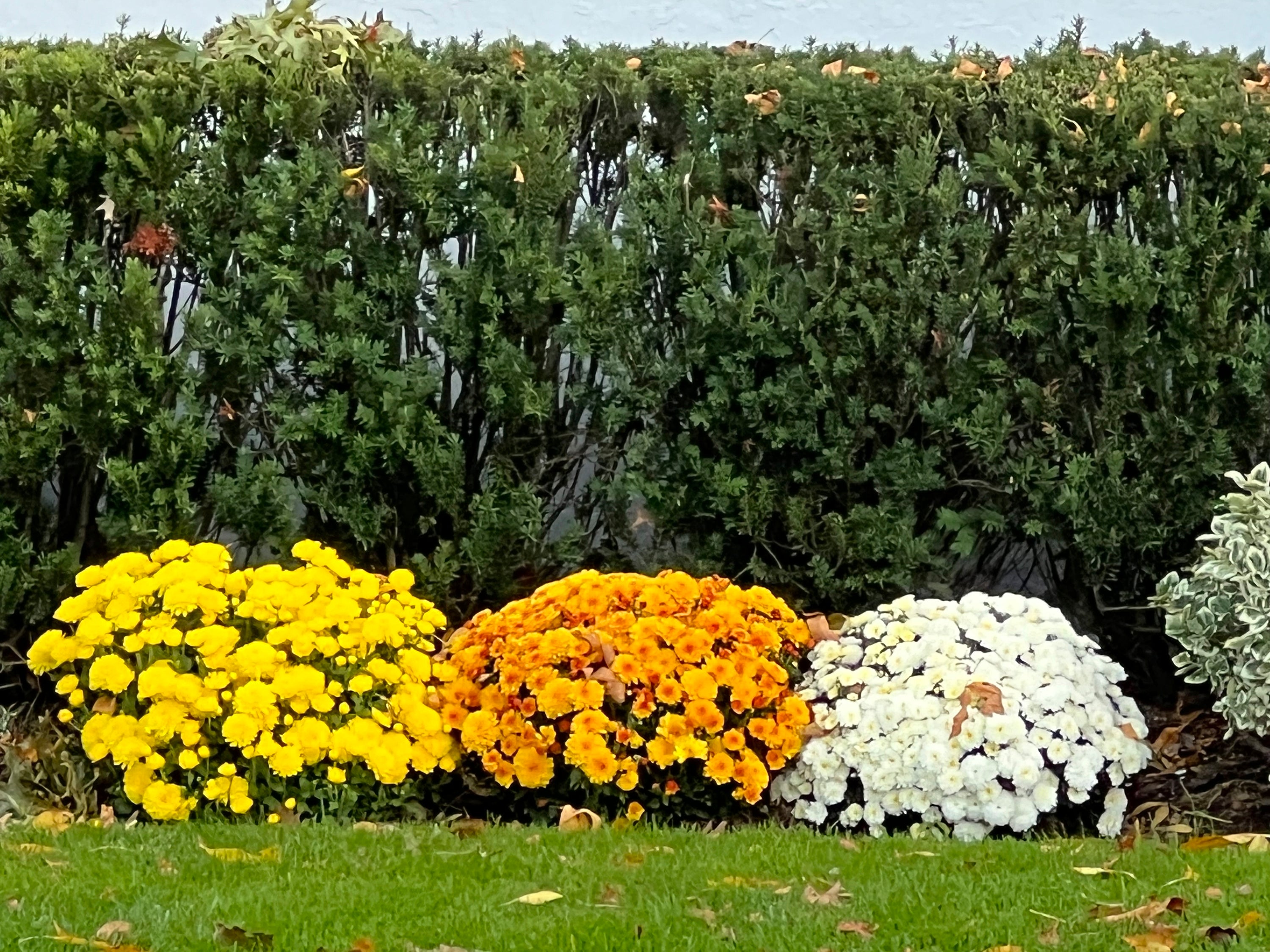 This October, 2022, image provided by Jessica Damiano shows perennial chrysanthemums planted directly in a garden bed on Long Island, NY