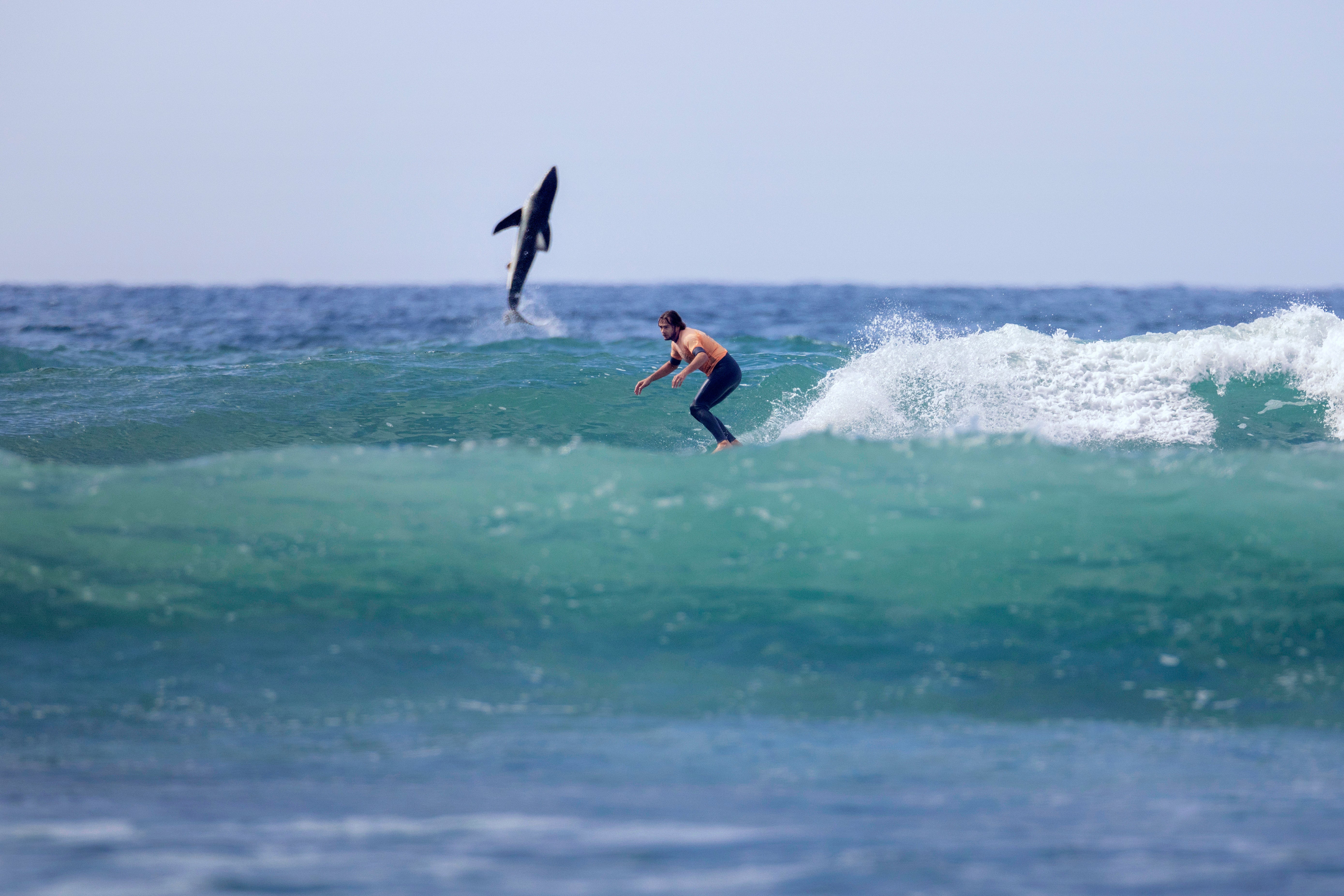 Great white shark leaping behind surfer captured by photographer Jordan Anast in Southern California