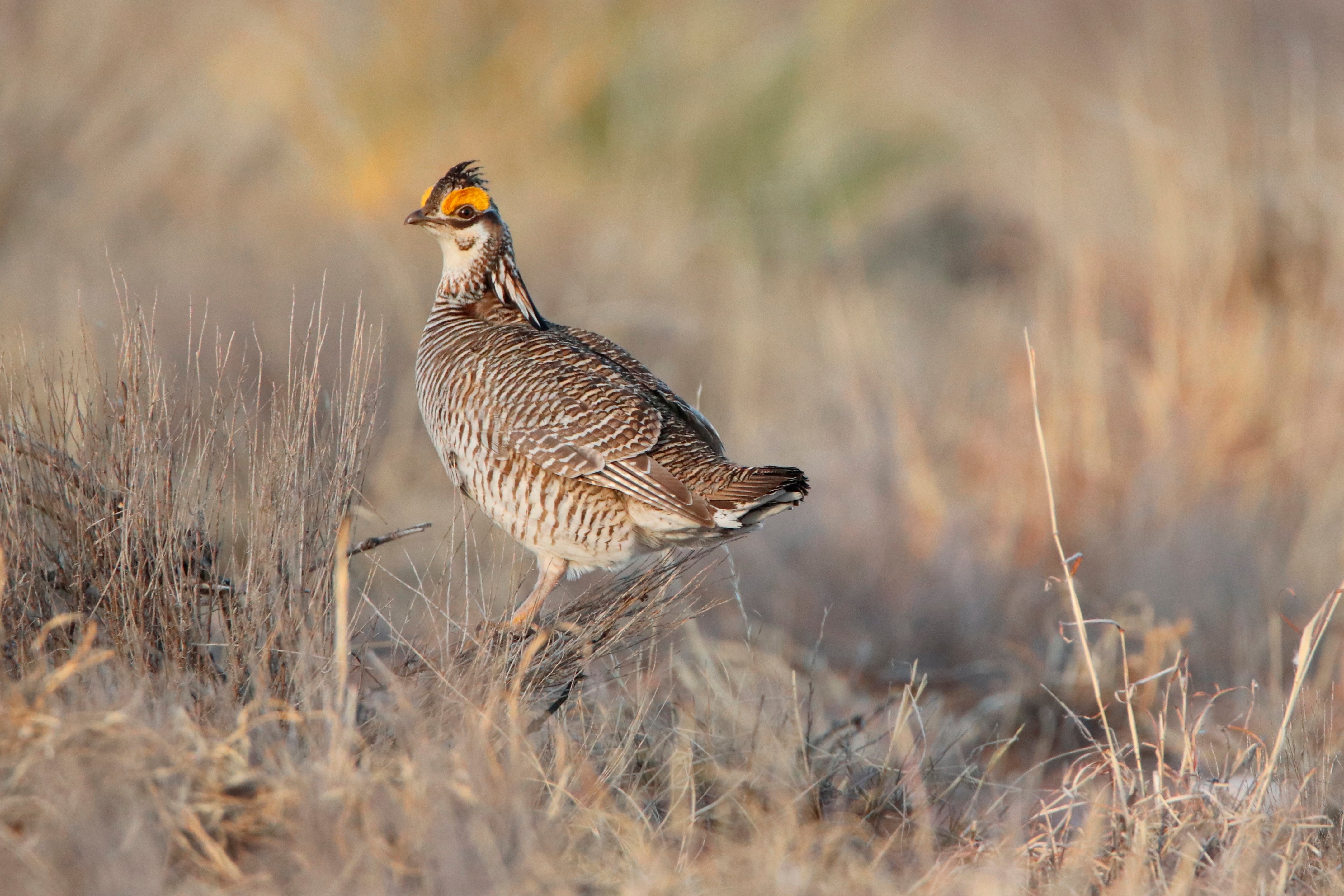 Rare Grouse Lawsuit