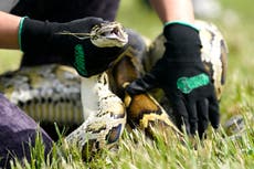 Florida teen captures 28 Burmese pythons, gets top prize