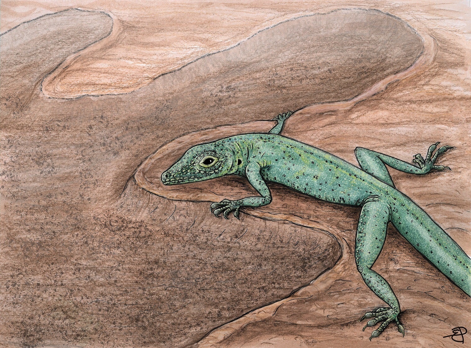 An artist’s impression of a Bellairsia gracilis