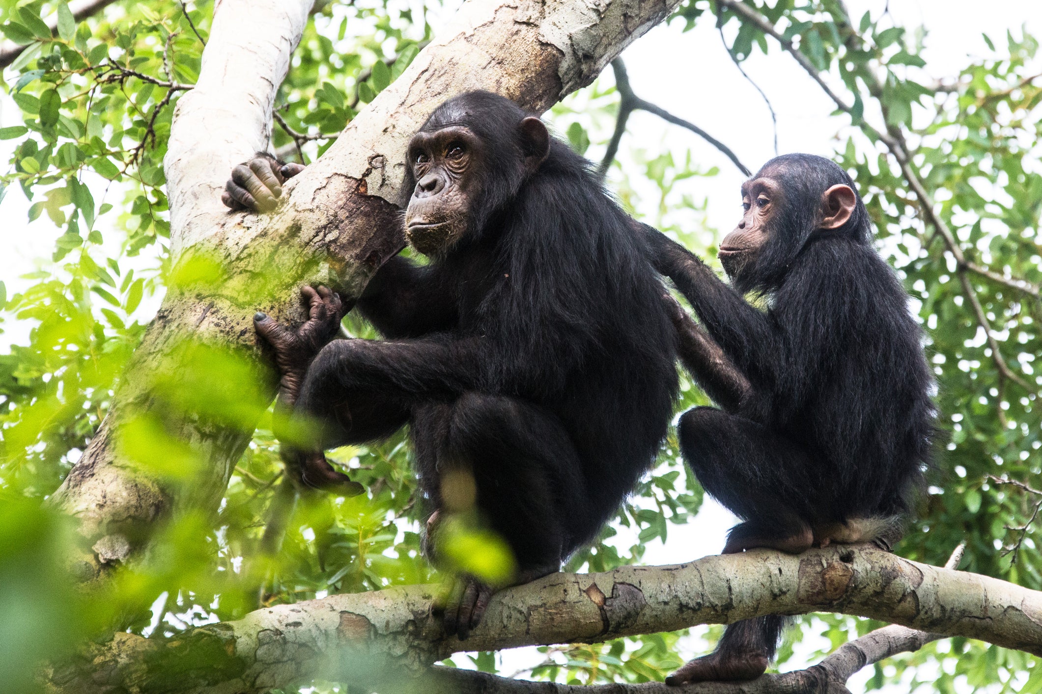 Primates form social bonds and alliances by grooming each other