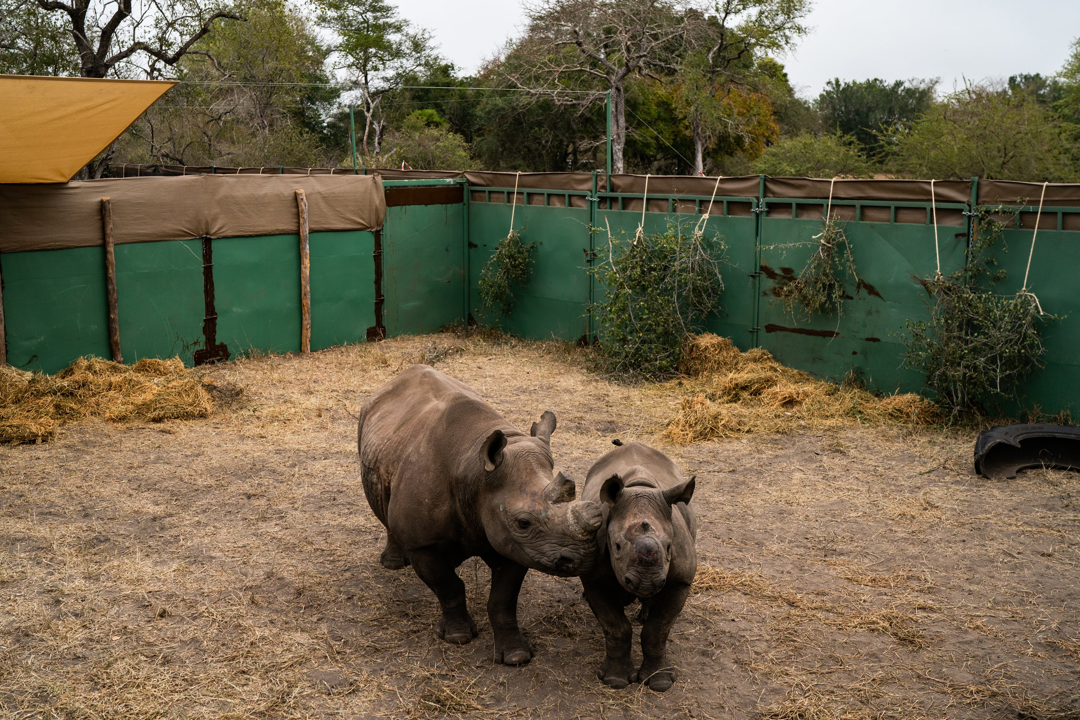 Pauline and her calf, Cecil, endangered black rhinos, are about to be set free to roam a fenced area