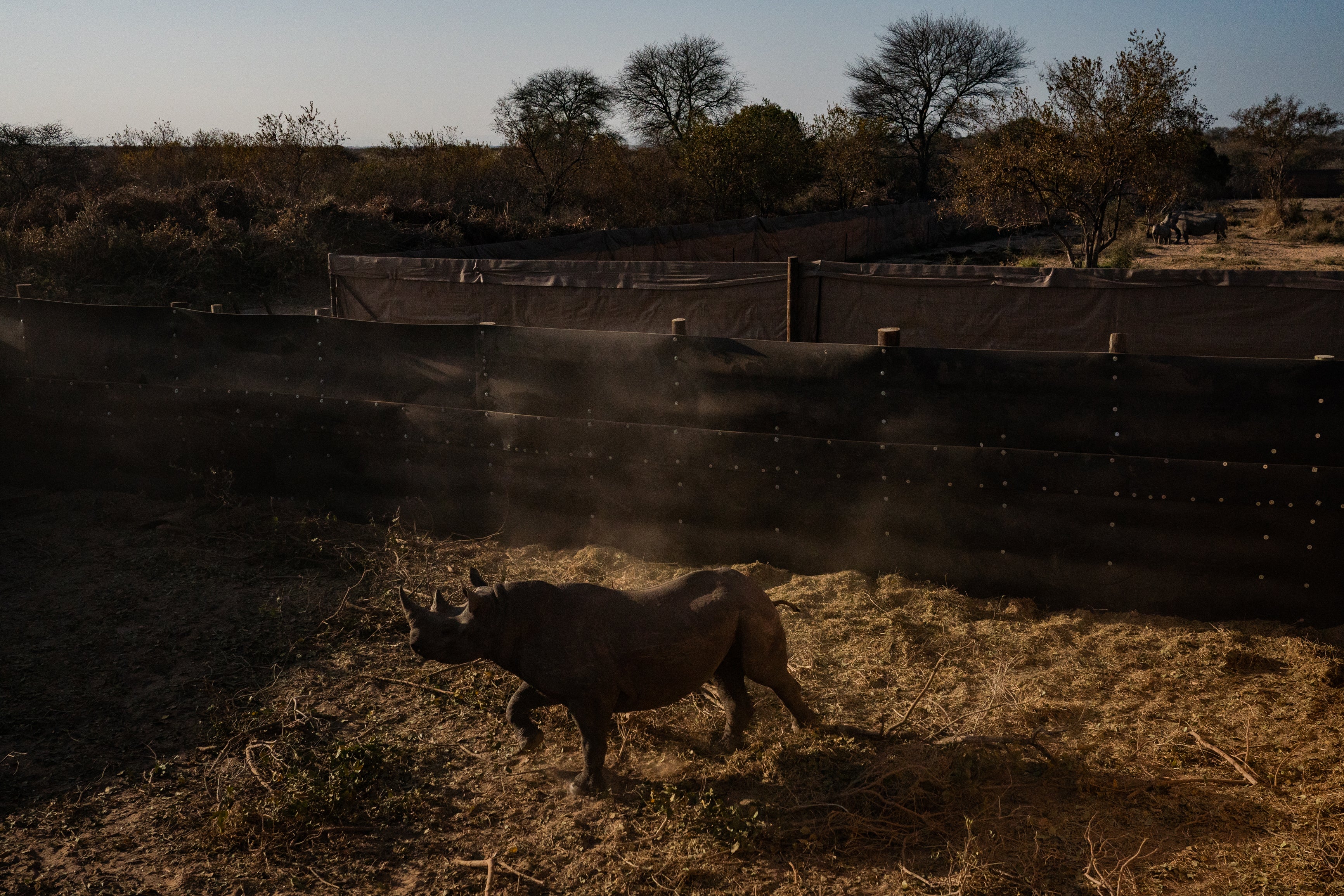 An endangered black rhino runs in its boma after it was sedated before being loaded into a transport crate