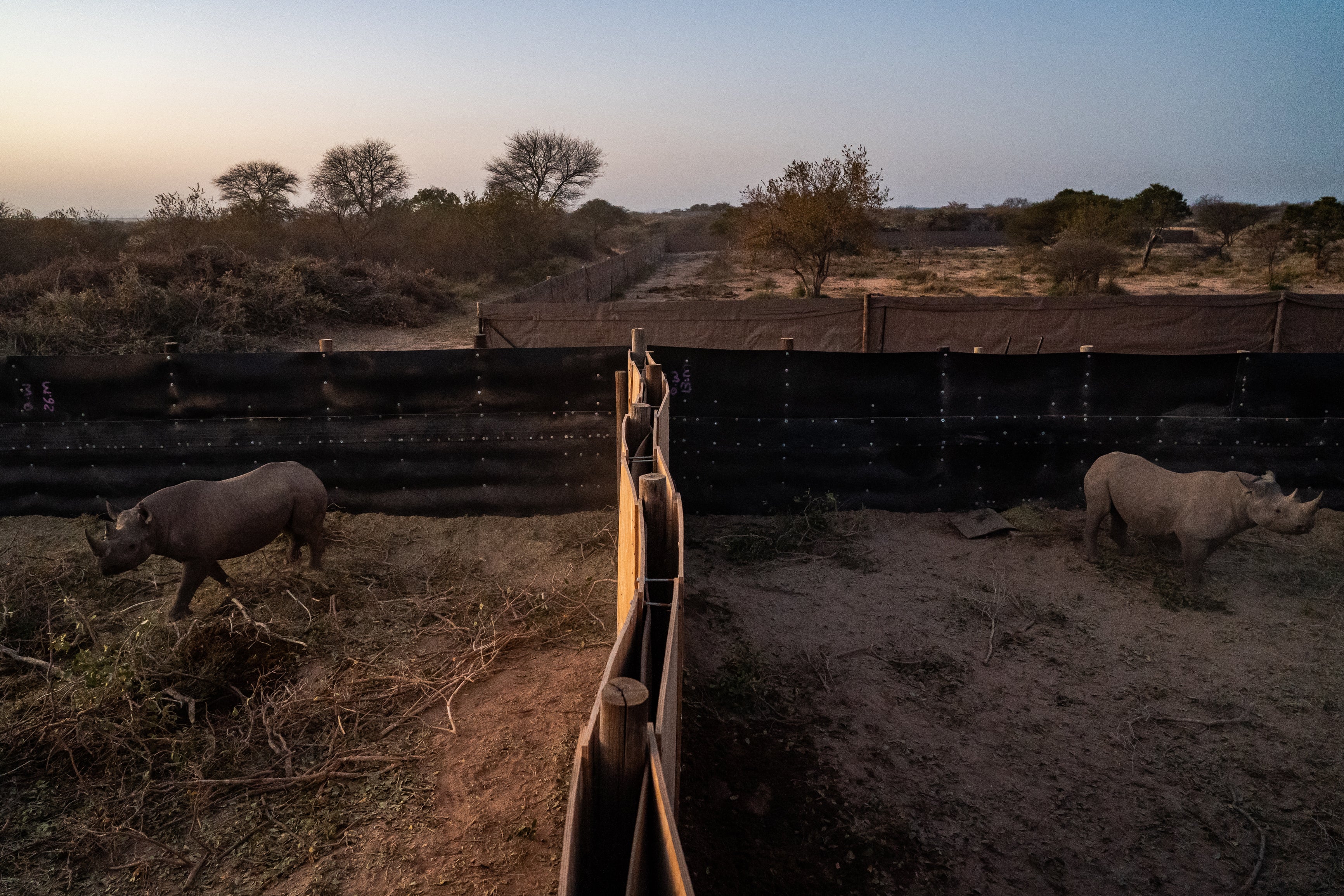 Endangered black rhinos walk through their bomas at the Manketti reserve in Lephalale