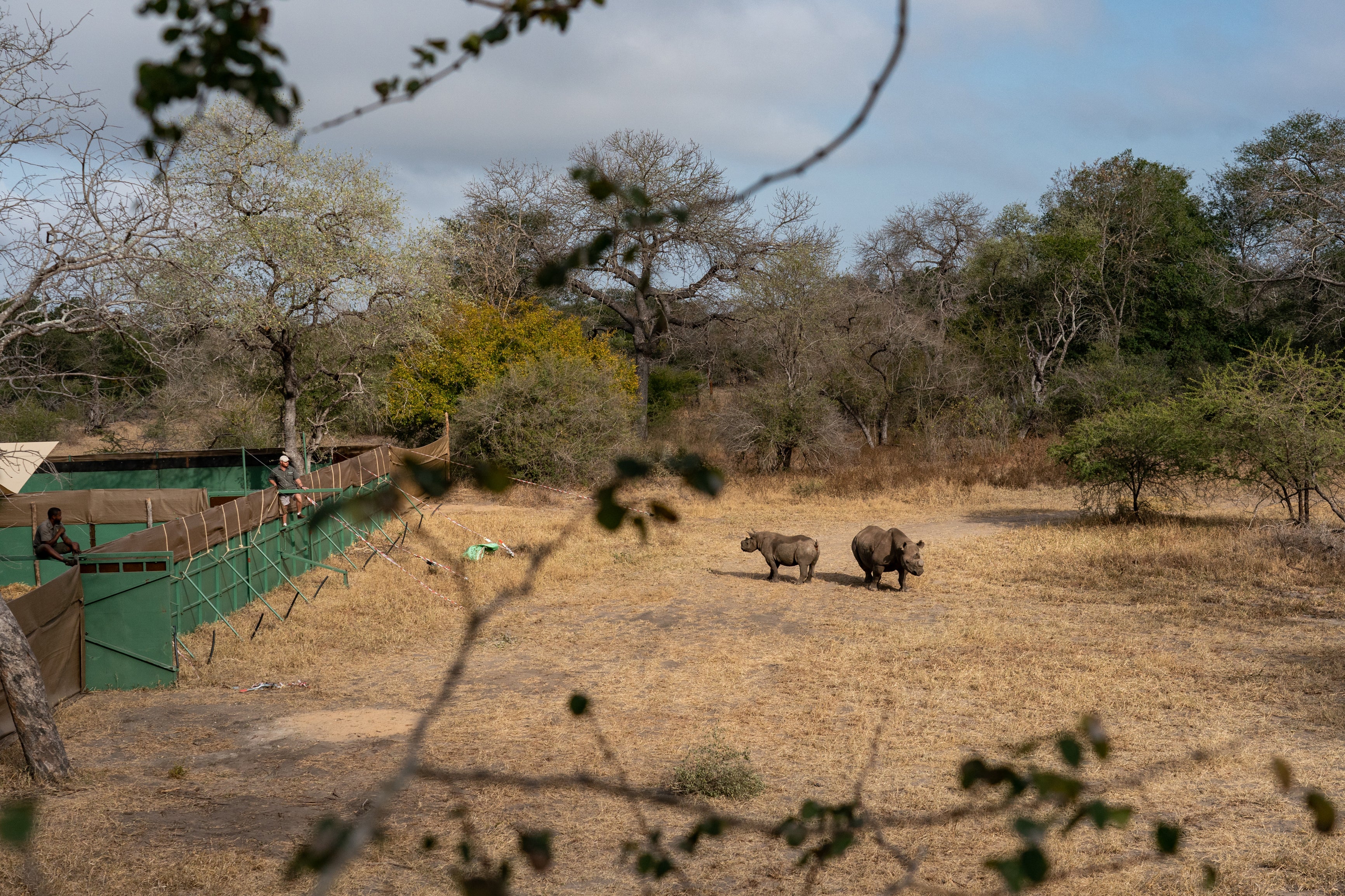 Pauline and Cecil are set free to roam